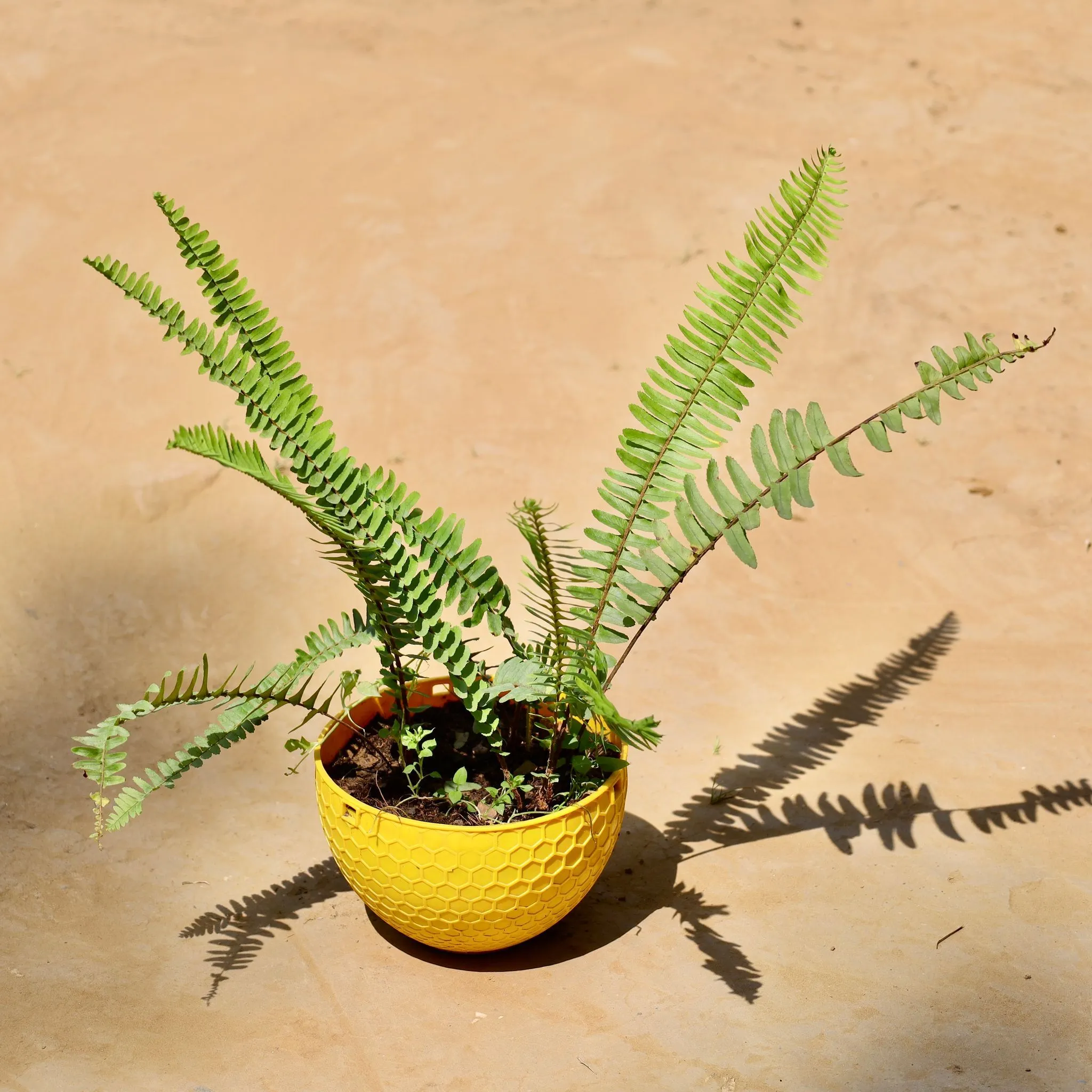 Fern green in 7 Inch Yellow Railing Single Hook Hanging Plastic Pot