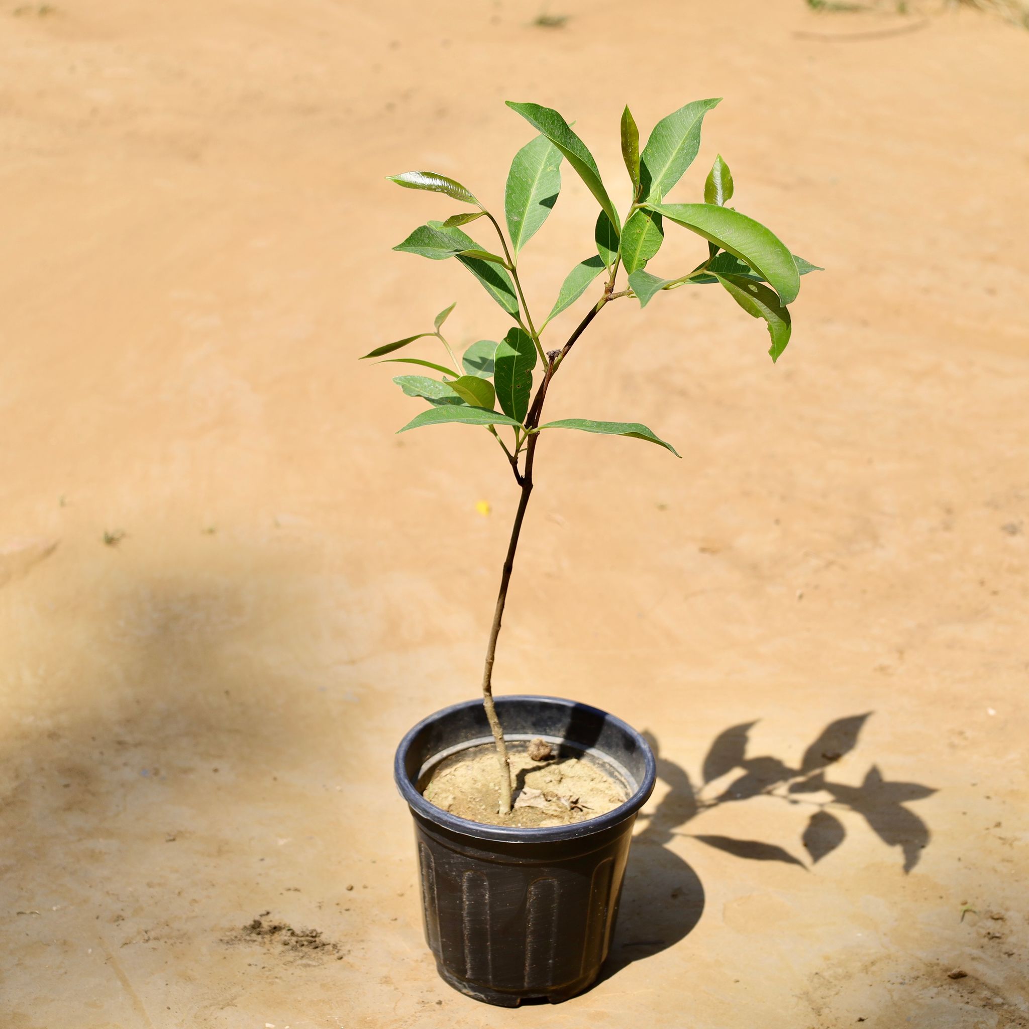Jamun / Black Berry in 6 Inch Black Super Nursery Pot