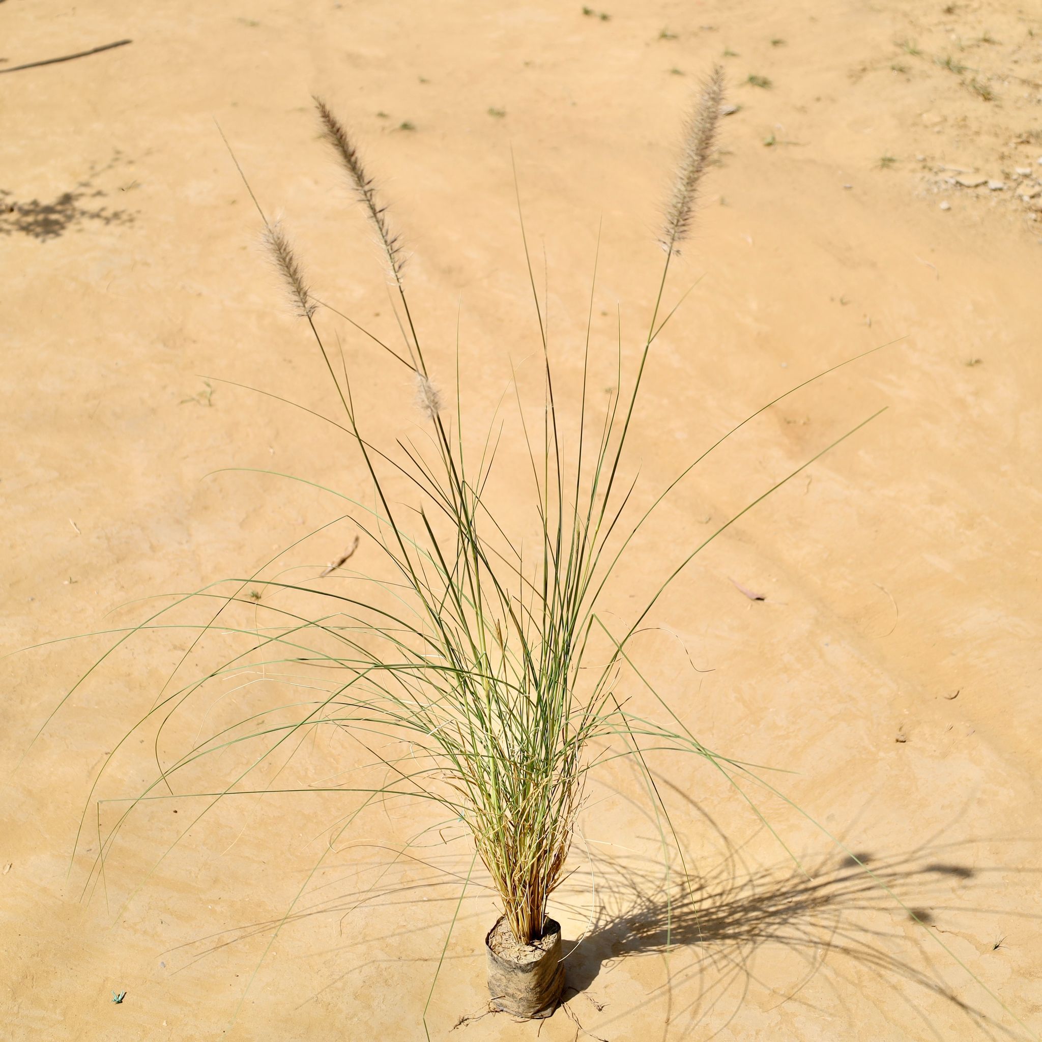 Fountain grass green in 3 Inch Nursery bag