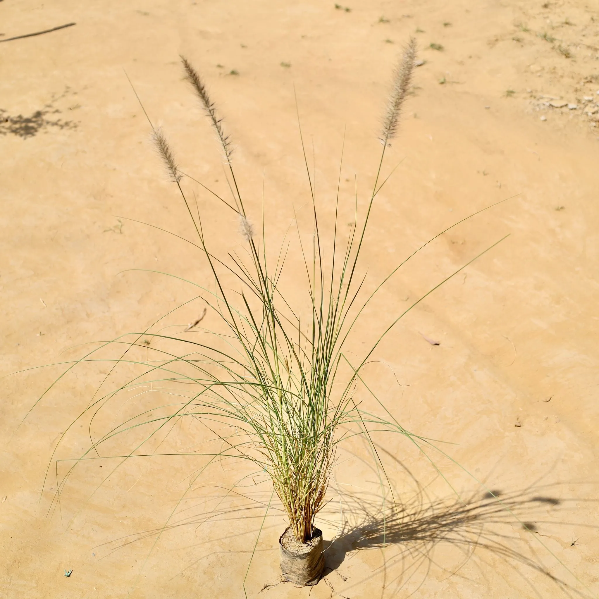 Fountain grass green in 3 Inch Nursery bag