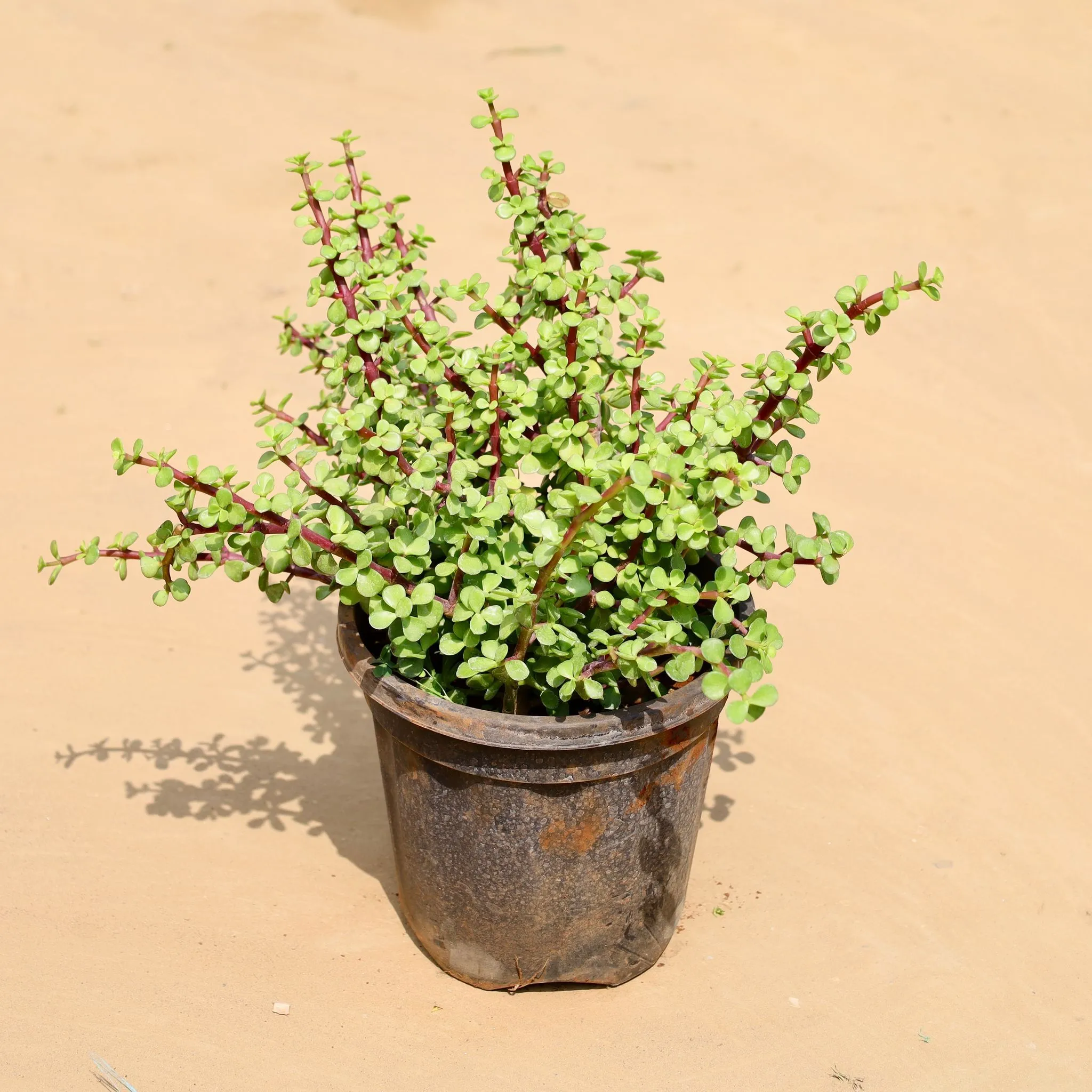 XL Jade Mother Plant in 10 Inch Nursery Pot