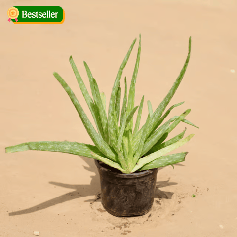 Aloe Vera in 4 Inch Live Plant Nursery Pot