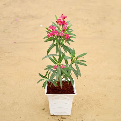 Kaner Pink in 08 Inch White Premium Tokyo Square Plastic Pot
