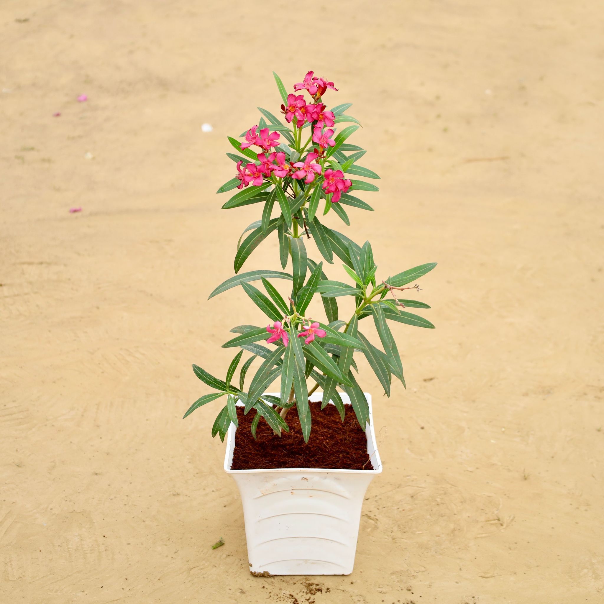 Kaner Pink in 08 Inch White Premium Tokyo Square Plastic Pot