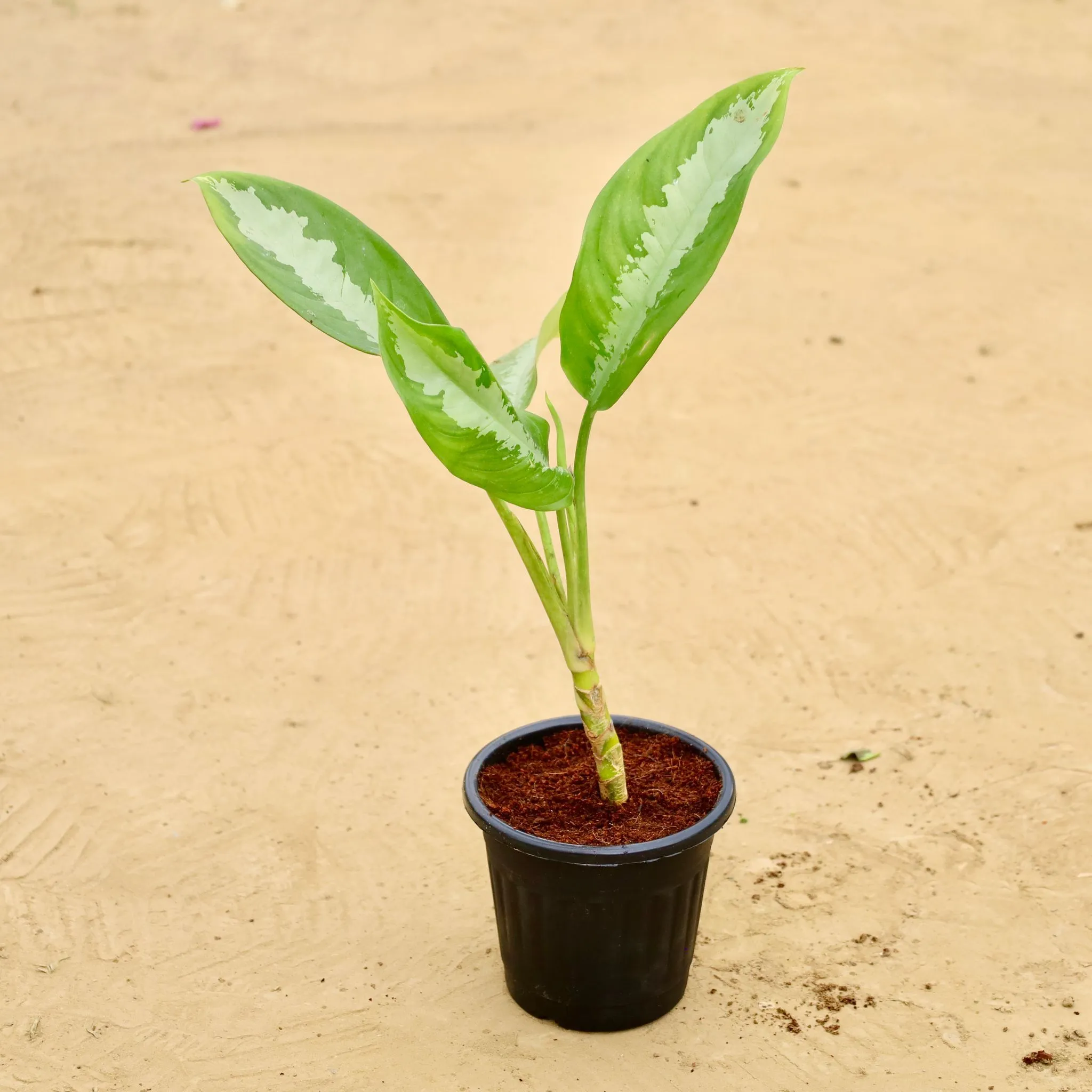 Aglaonema Deborah in 6 Inch Black Super Nursery Pot