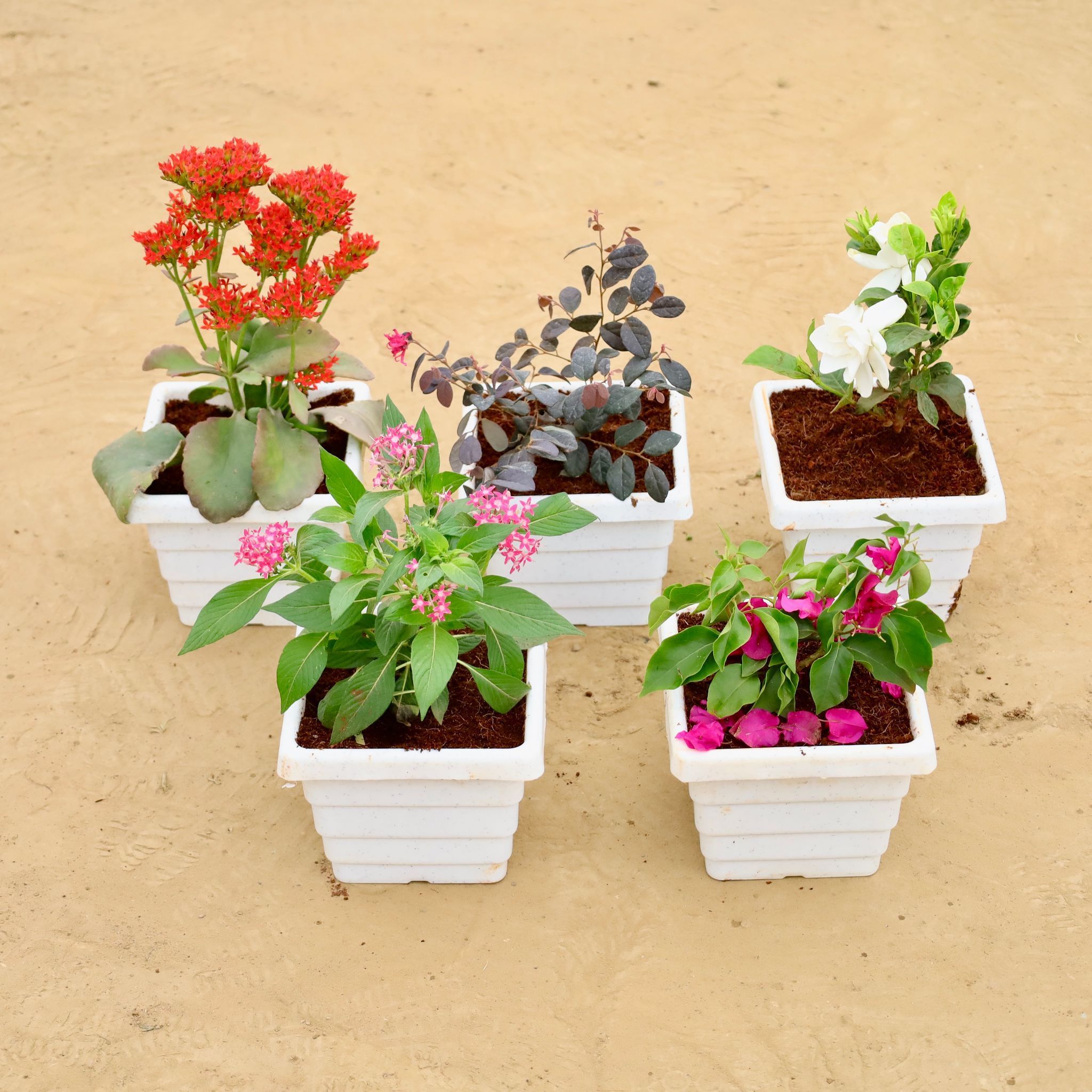 Perenial Steal - Set of  5 - Kalanchoe, Loropetalum, Gardenia, Pentas, Bougainvillea (any colour) in 6 Inch White Marble Premium Orchid Square Plastic Pot