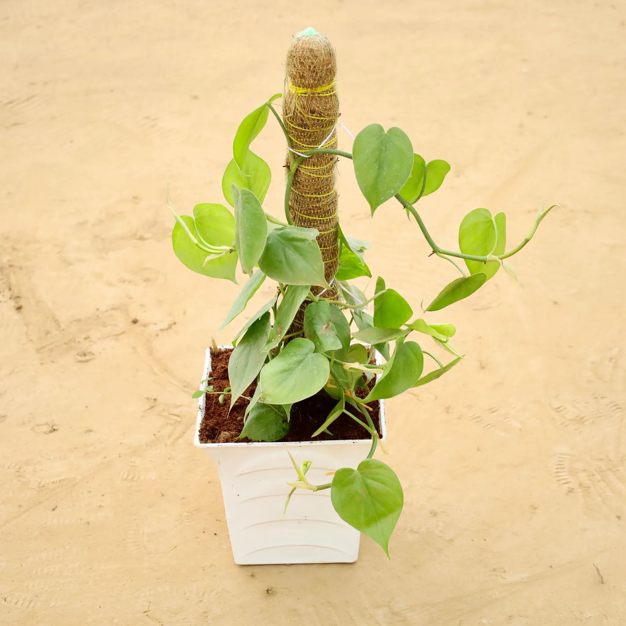 Oxycardium Green with 2 Ft Moss Stick in 08 Inch White Premium Tokyo Square Plastic Pot
