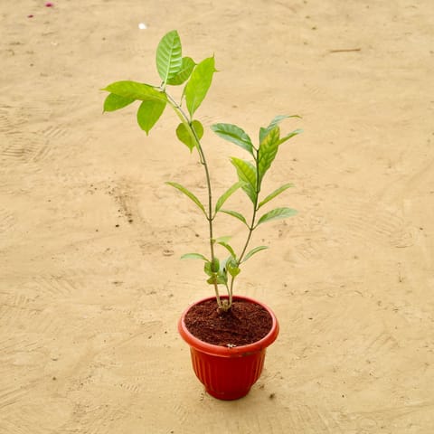 Crape Jasmine (~2 Ft) in 8 Inch Terracotta Red Olive Plastic Pot