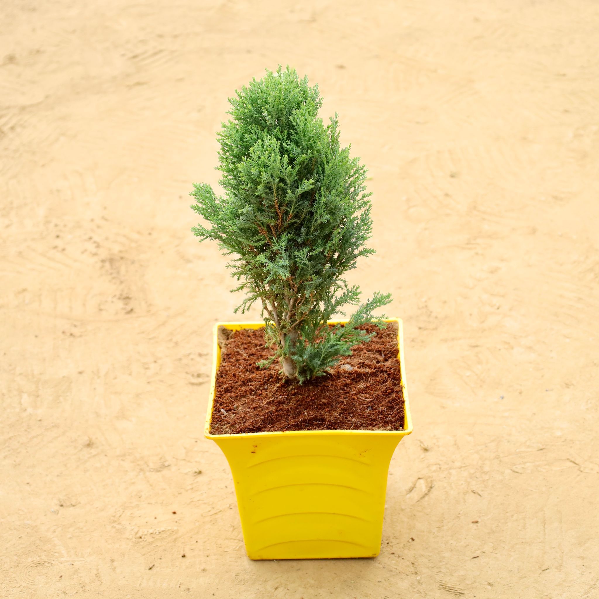 Cypress Green in 08 Inch Yellow Premium Tokyo Square Plastic Pot