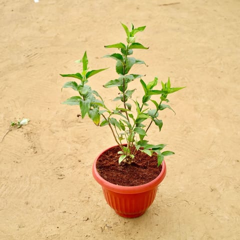 Double Tagar / Jasmine in 8 Inch Terracotta Red Olive Plastic Pot