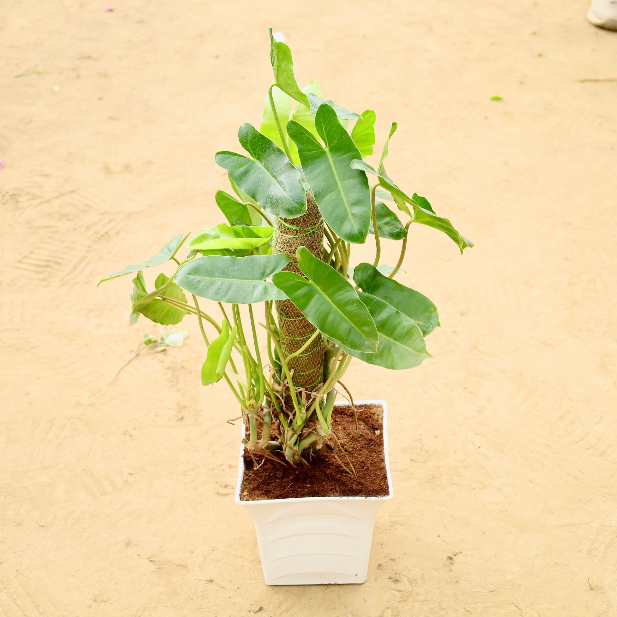 Alocasia Green with 2 Ft Moss Stick in 08 Inch White Premium Tokyo Square Plastic Pot