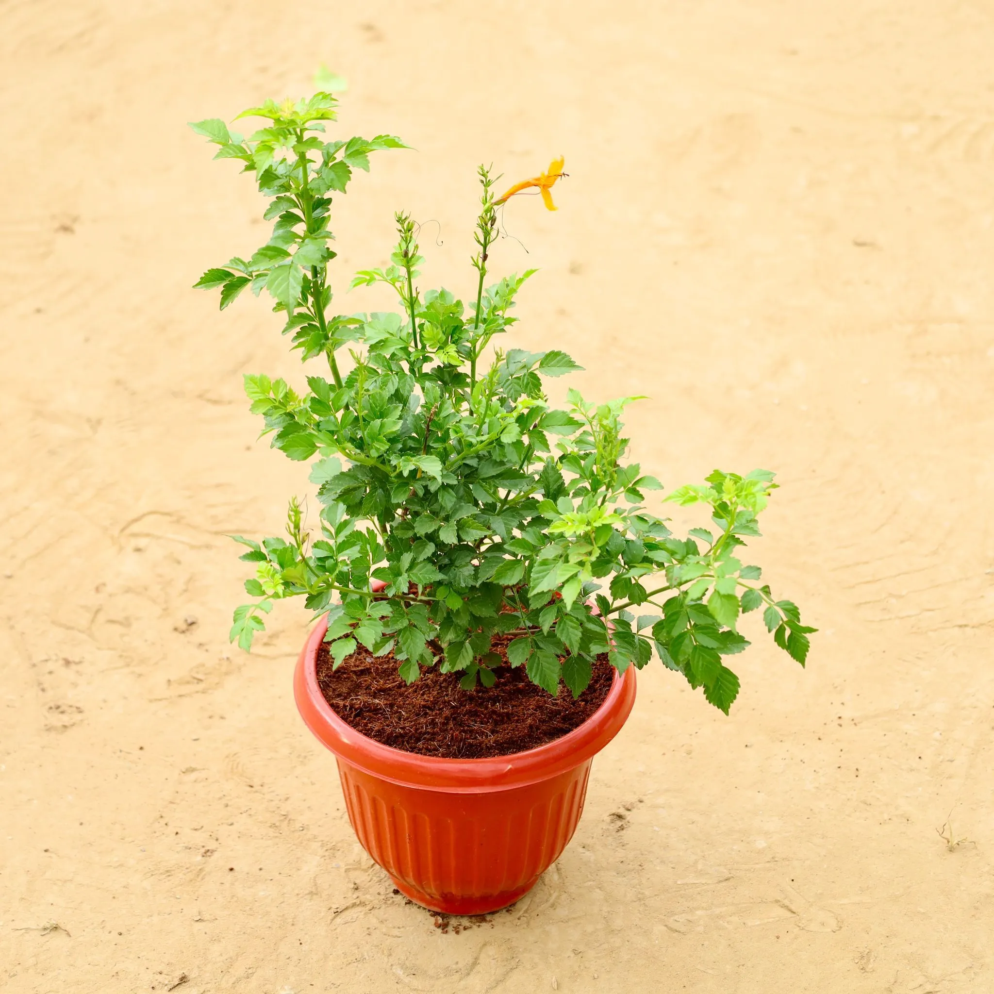Tecoma Orange in 8 Inch Terracotta Red Olive Plastic Pot