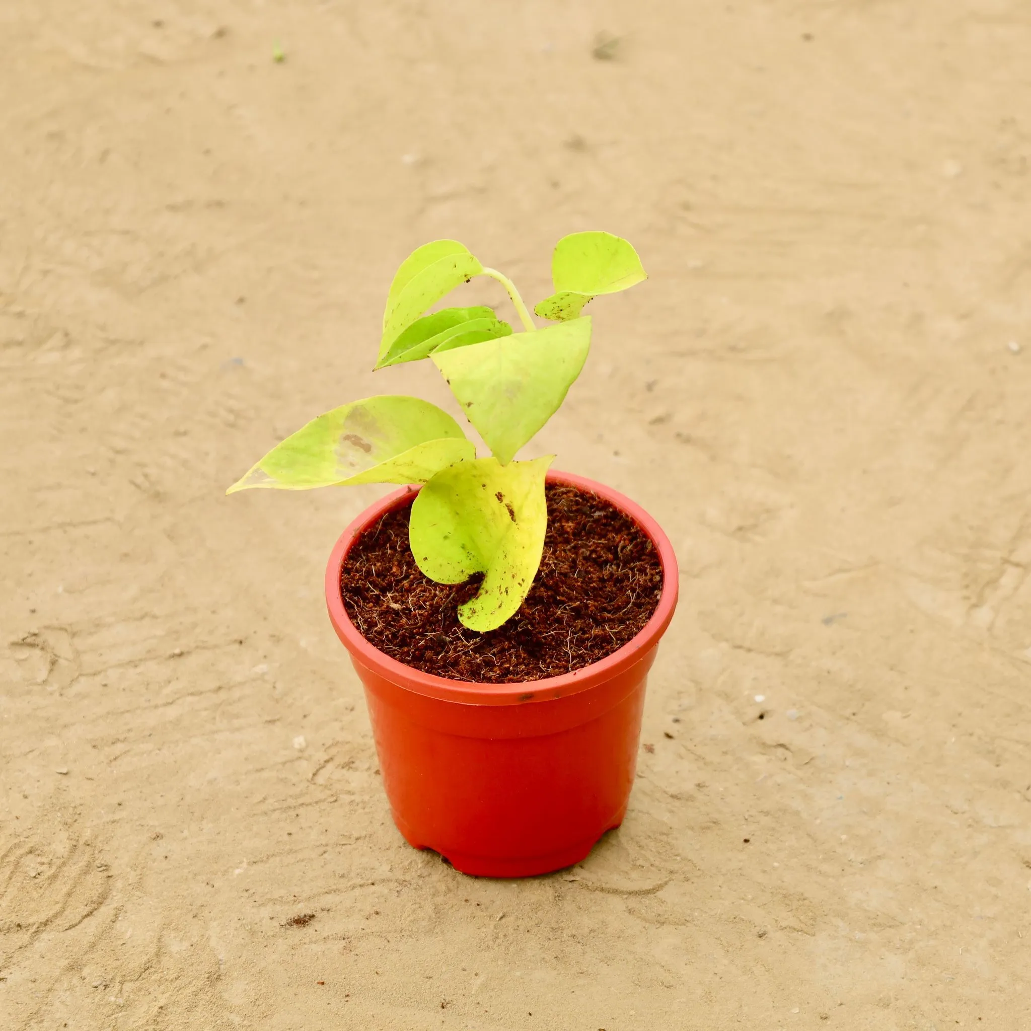 Money Plant Golden in 4 Inch Red Nursery Pot
