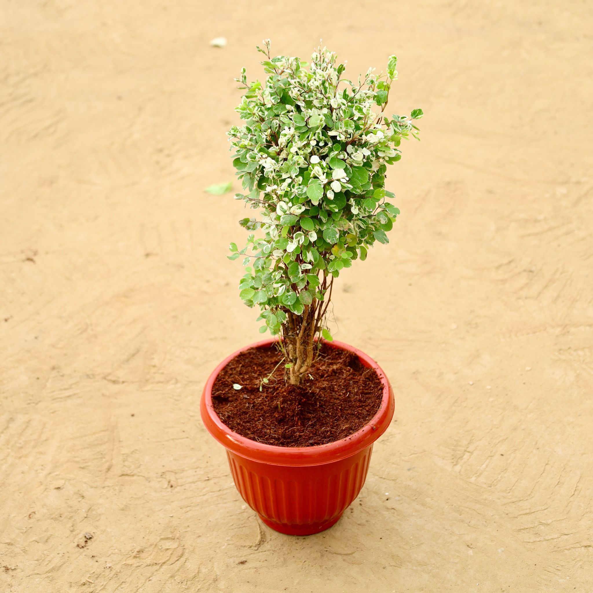 Snow Bush (~ 1 Ft) in 8 Inch Terracotta Red Olive Plastic Pot