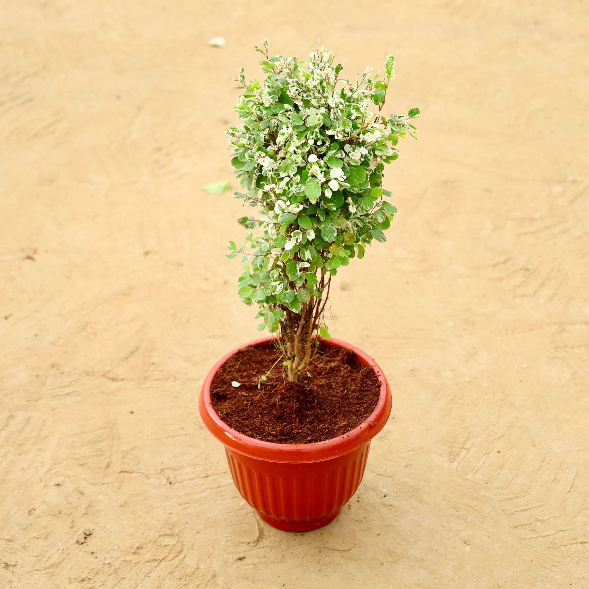 Snow Bush (~ 1 Ft) in 8 Inch Terracotta Red Olive Plastic Pot