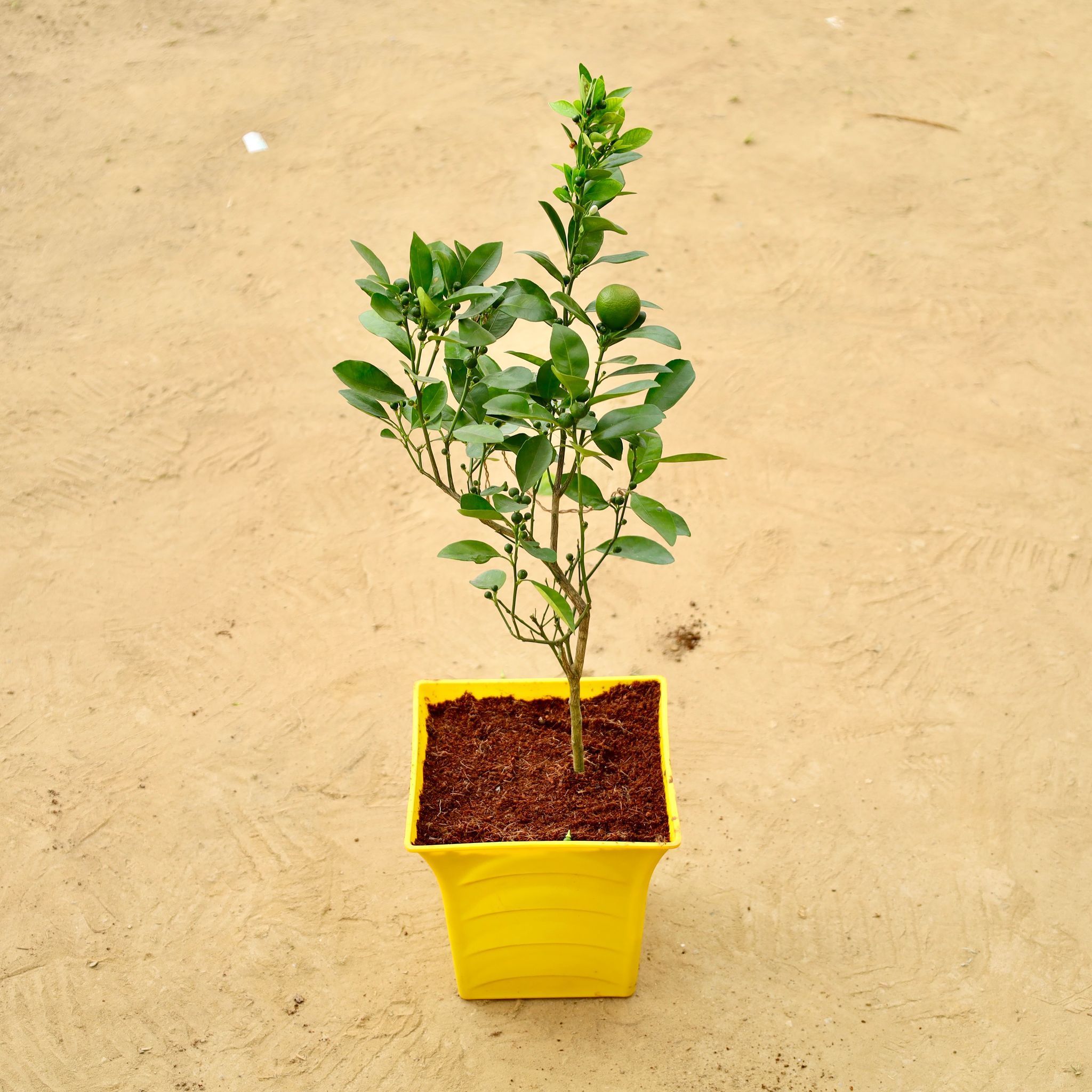 China Orange (~ 2 Ft) in 08 Inch Yellow Premium Tokyo Square Plastic Pot