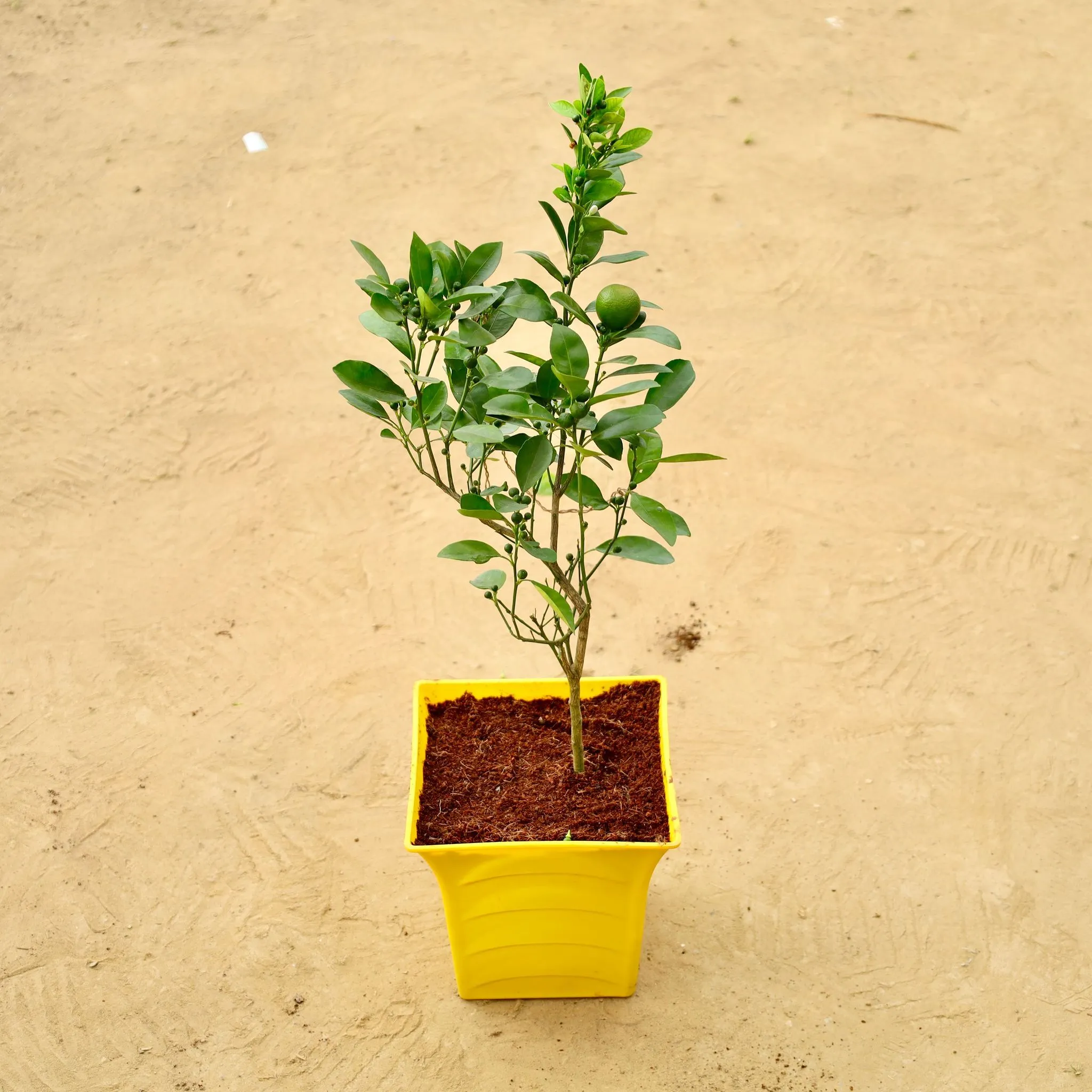 China Orange (~ 2 Ft) in 08 Inch Yellow Premium Tokyo Square Plastic Pot