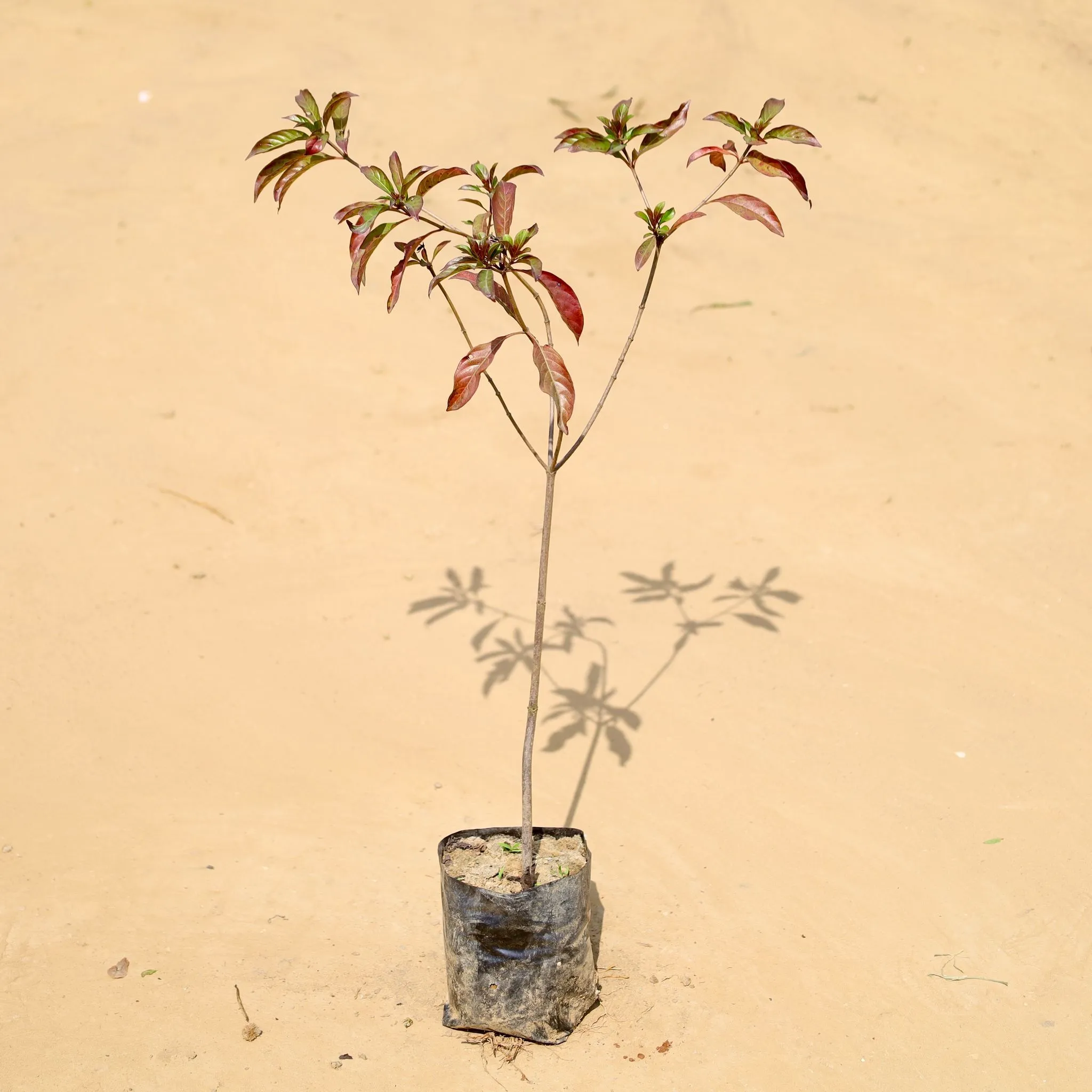 Hamelia / Firebush (~2 ft) (Any Colour) in 3 Inch Nursery Bag