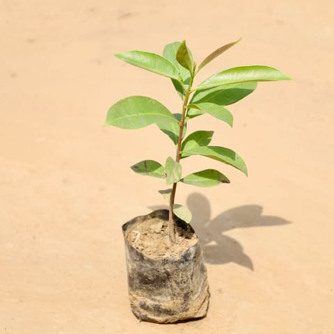 Jamun / Black Berry in 3 Inch Nursery Bag