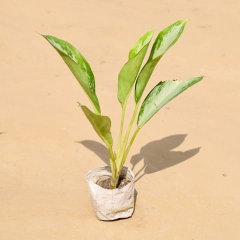 Aglaonema Deborah in 4 Inch Nursery Bag