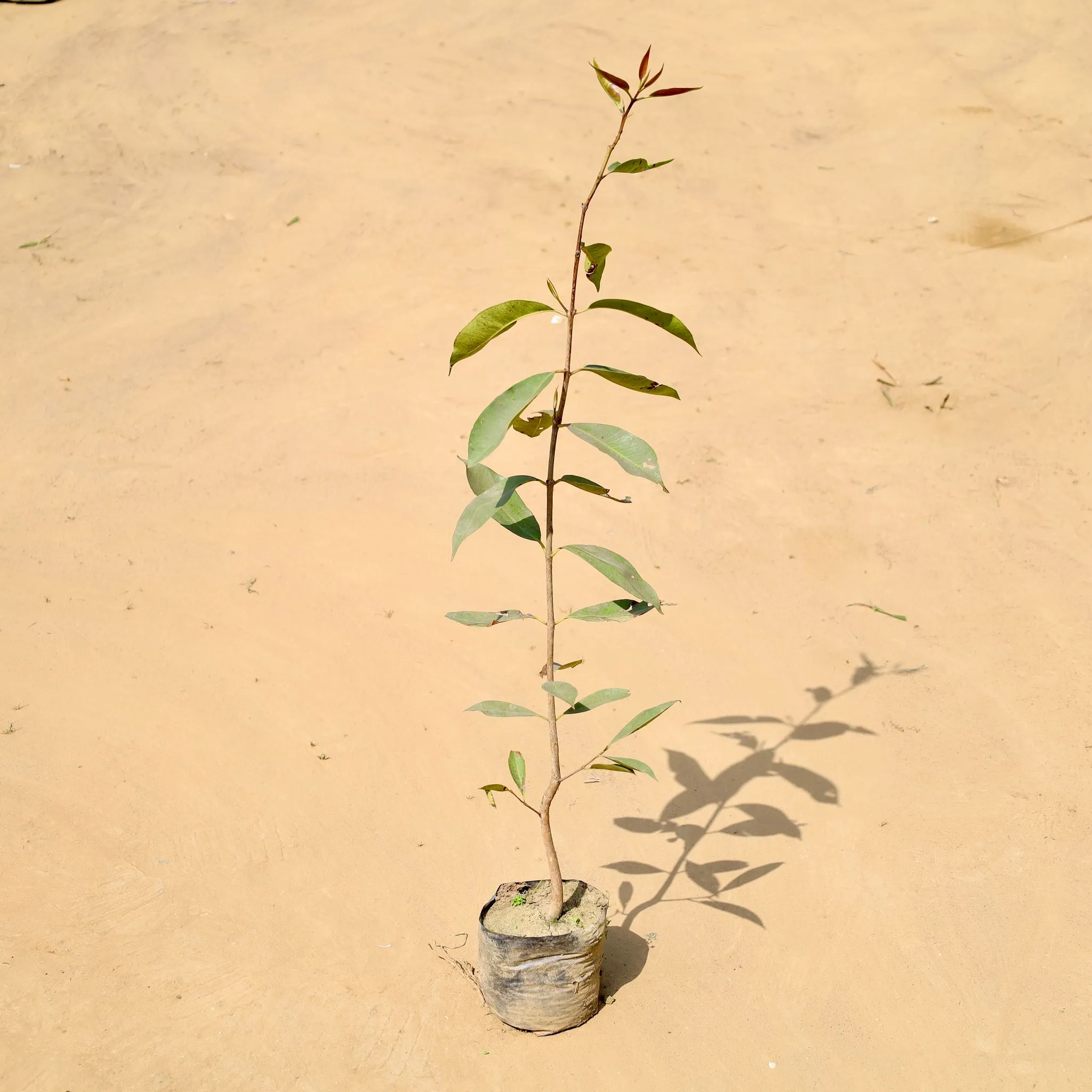 Jamun (~3 Ft) in 5 Inch Nursery Bag