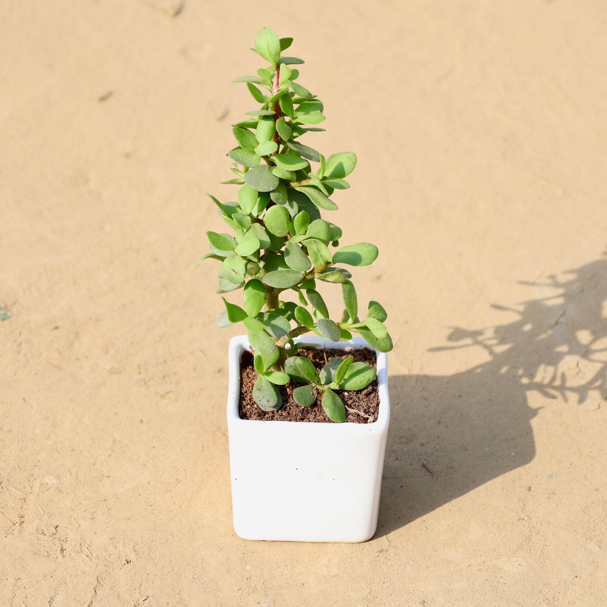 Jade in 3 Inch White Classy Cup Ceramic Pot ? Minimalist Glossy Succulent Pot, Indoor Flower Pot for Home and Office D?cor