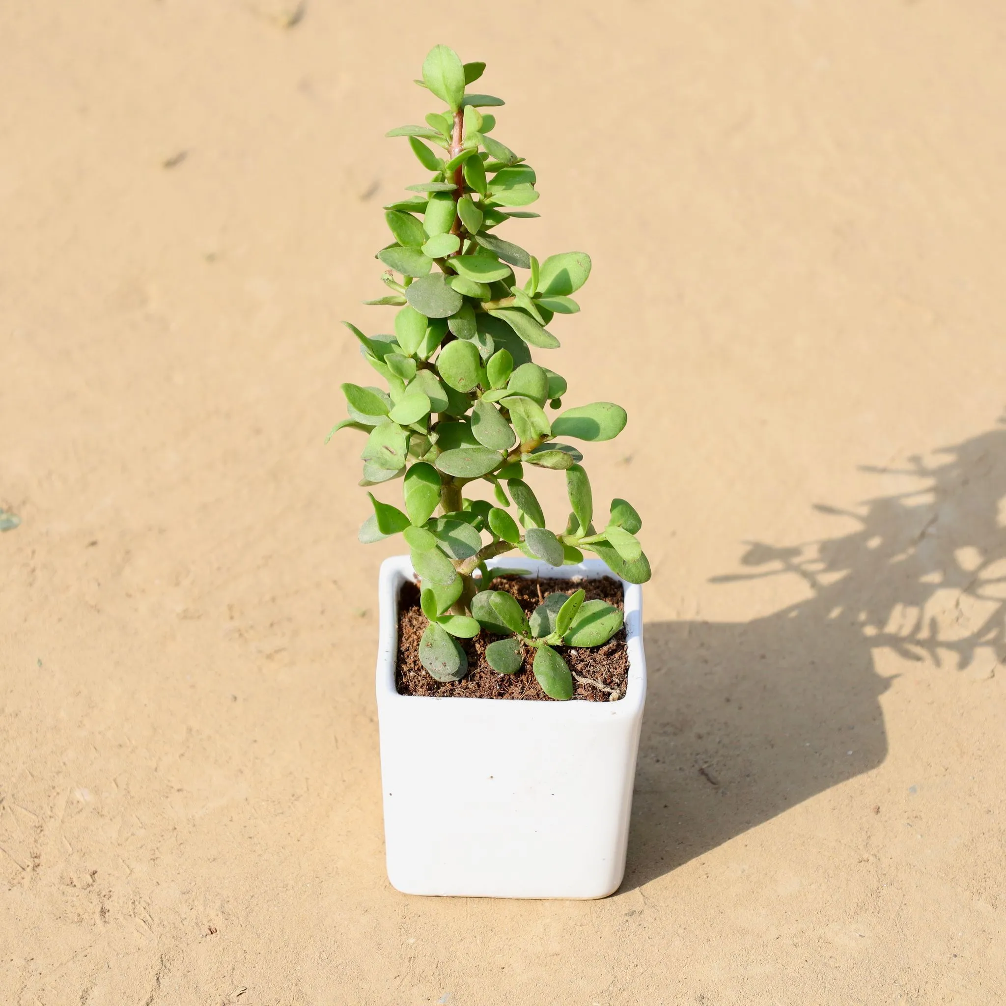 Jade in 3 Inch White Classy Cup Ceramic Pot ? Minimalist Glossy Succulent Pot, Indoor Flower Pot for Home and Office D?cor