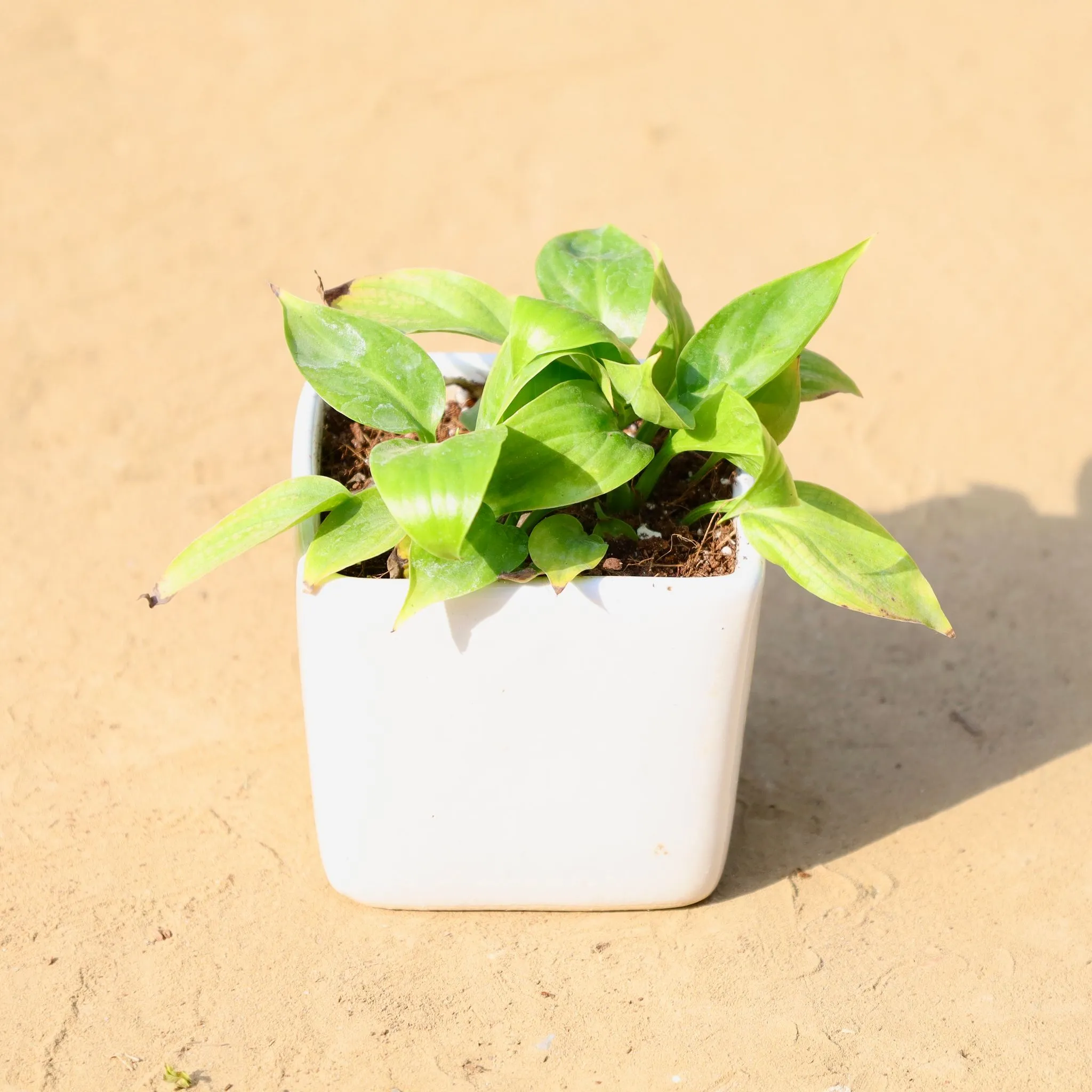 Peace Lily in 3 Inch White Classy Cup Ceramic Pot ? Minimalist Glossy Succulent Pot, Indoor Flower Pot for Home and Office D?cor