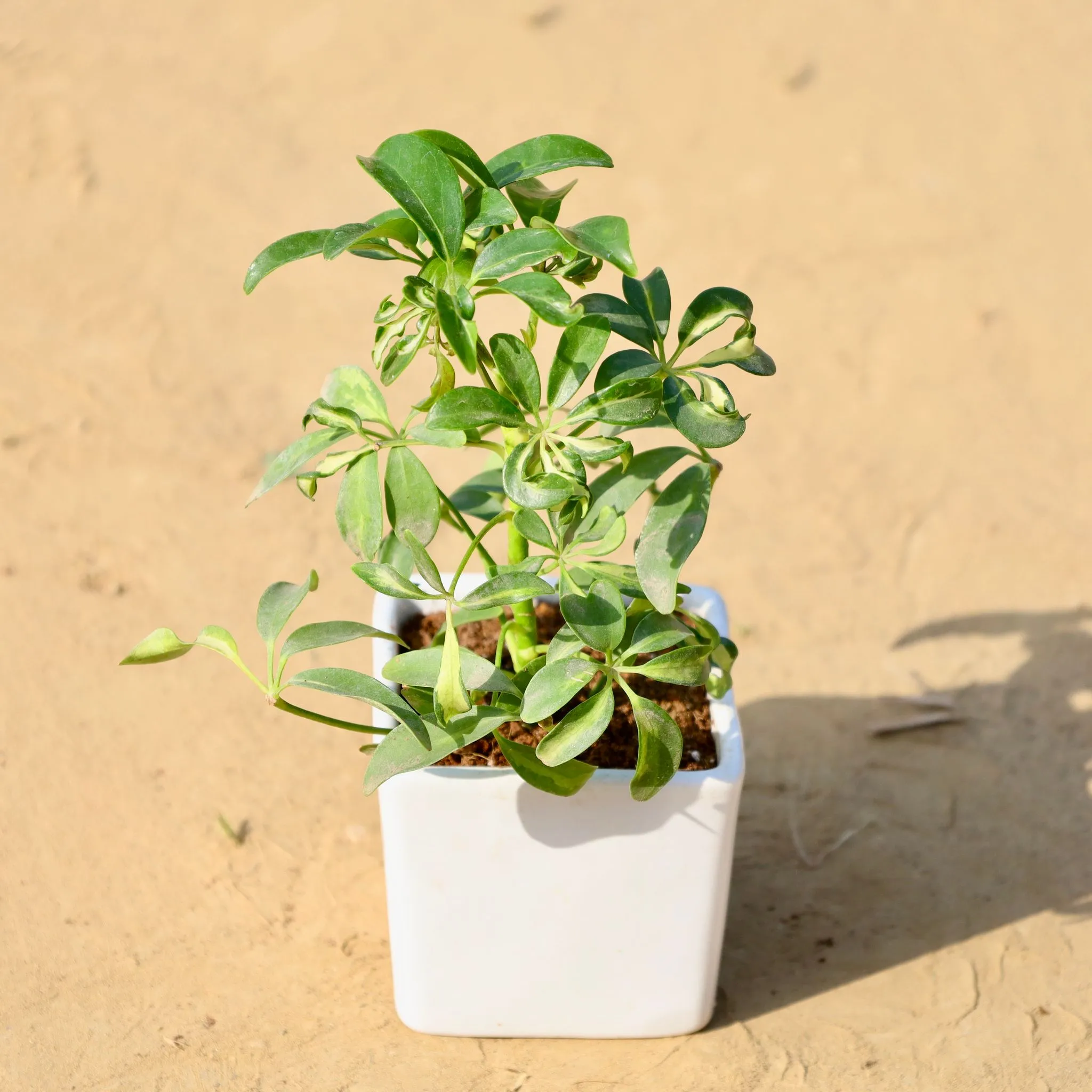 Schefflera in 3 Inch White Classy Cup Ceramic Pot ? Minimalist Glossy Succulent Pot, Indoor Flower Pot for Home and Office D?cor