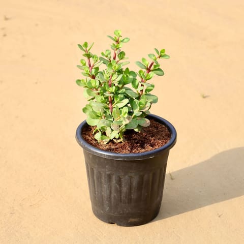 Lucky Large Jade in 6 Inch Black Super Nursery Pot