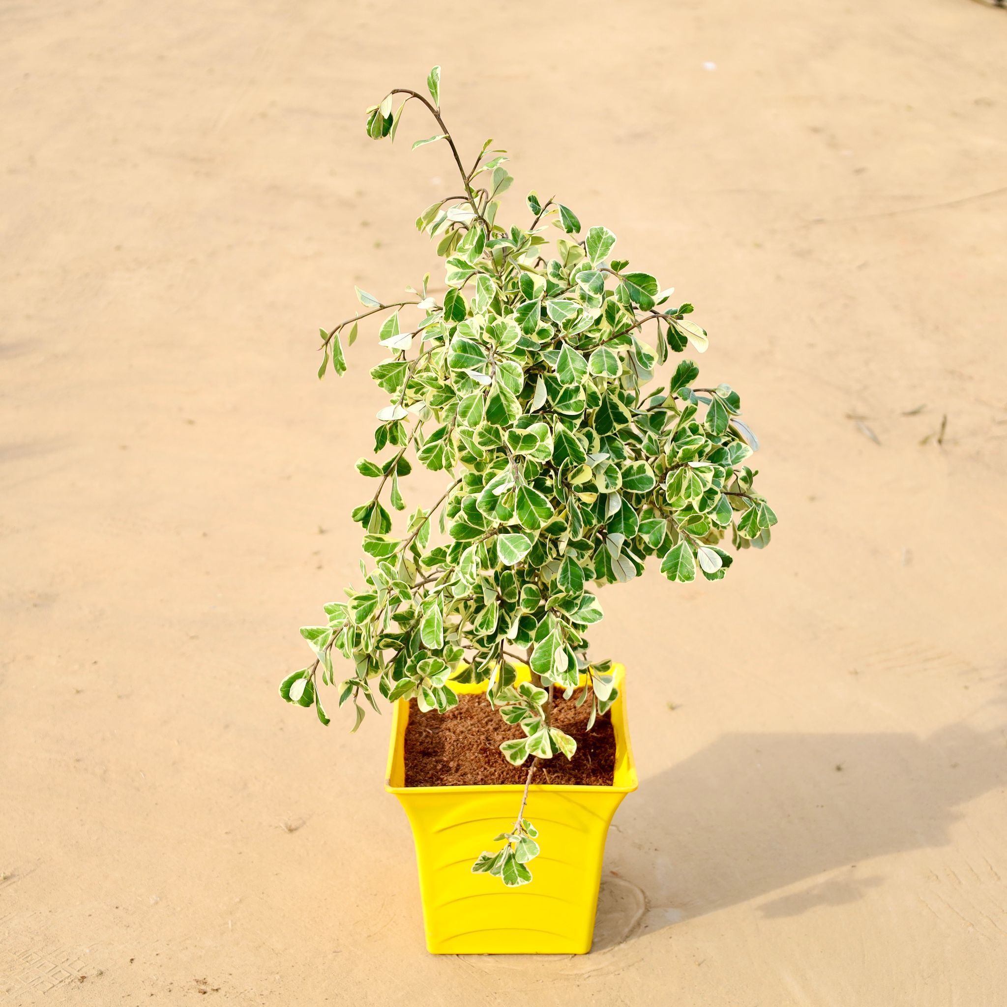 Ficus Triangularis in 08 Inch Yellow Premium Tokyo Square Plastic Pot
