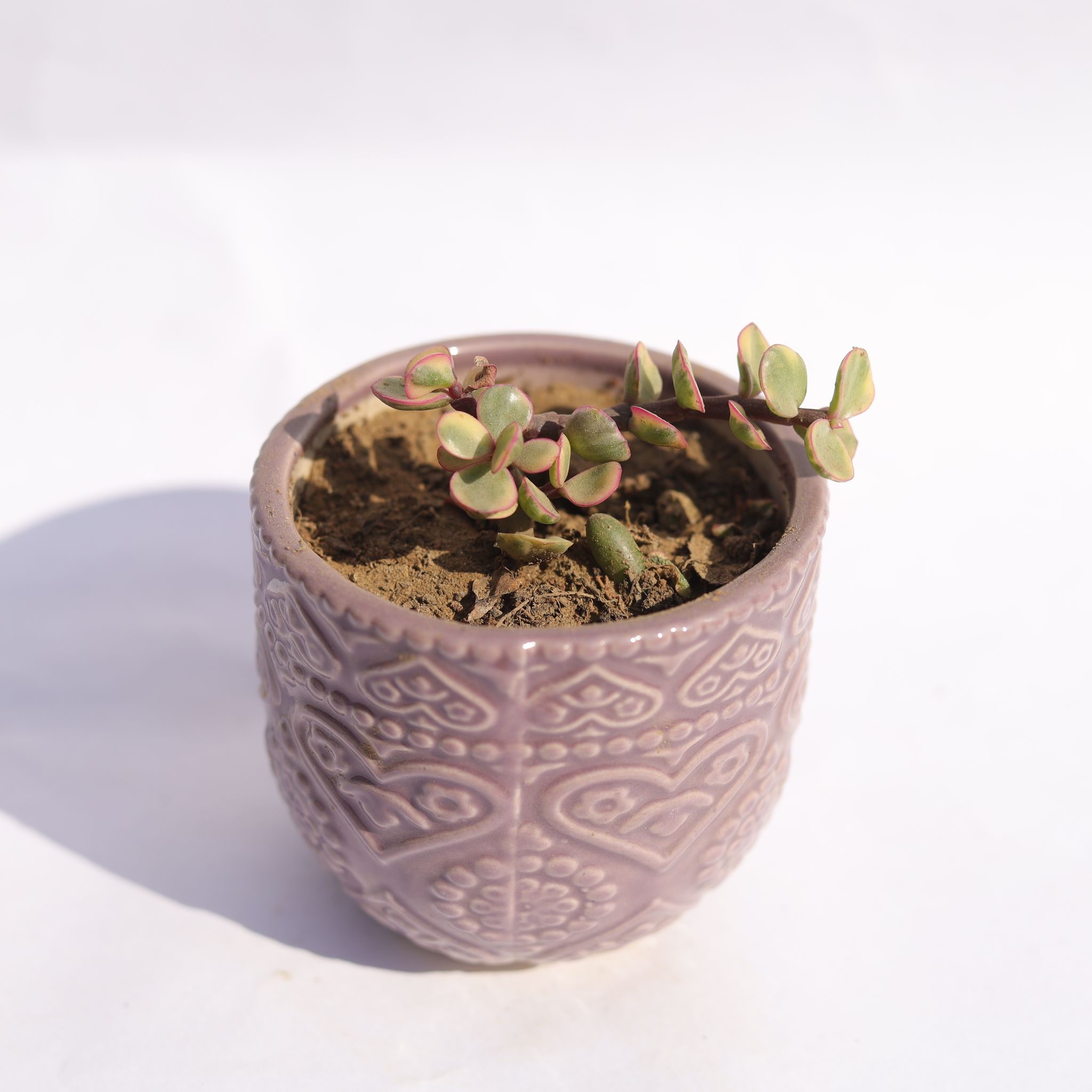 Jade Variegated in 3.5 Inch Purple 3D Heart Handcrafted Textured Ceramic Pot  Minimalist Glossy Succulent Pot, Indoor Flower Pot for Home and Office D cor