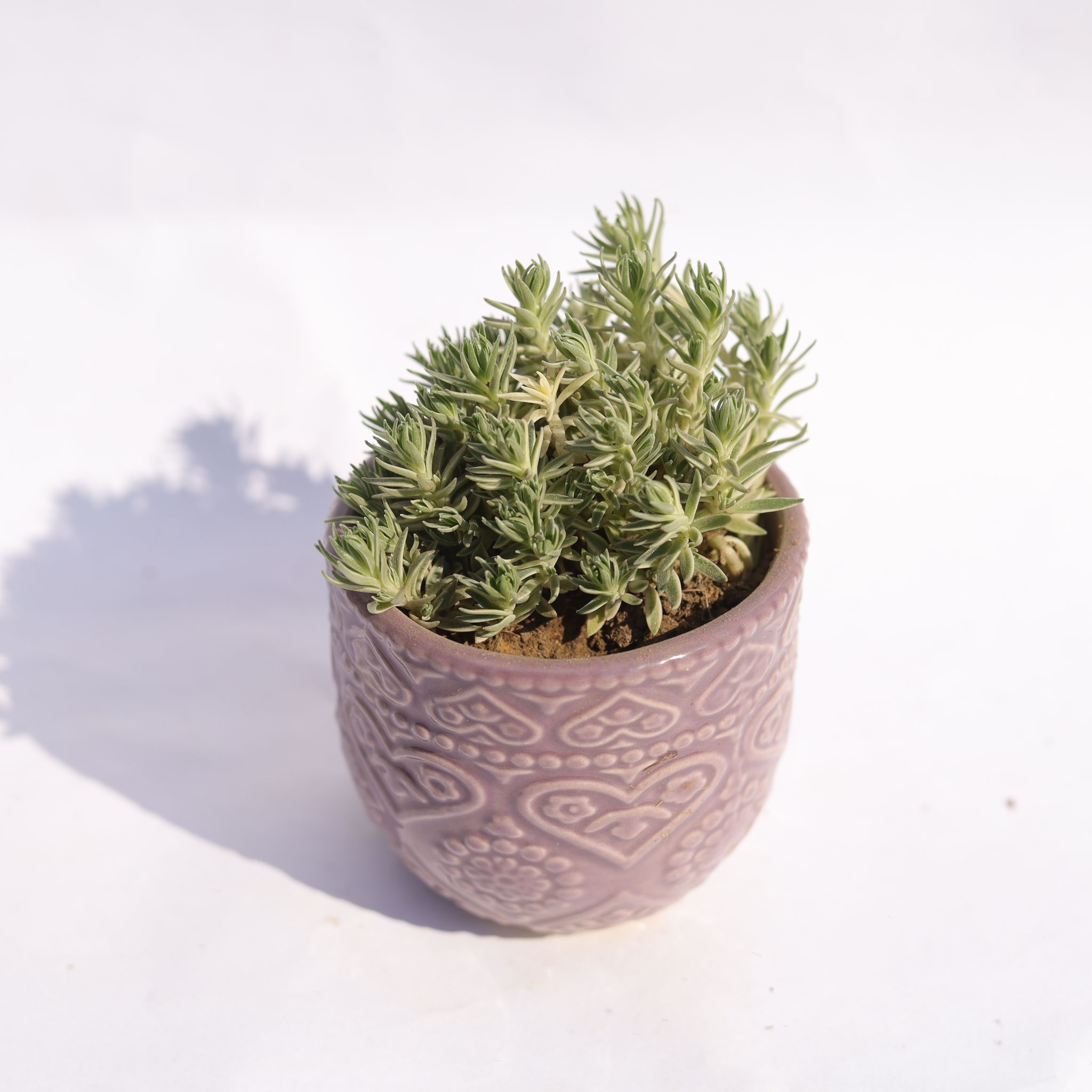 Sedum Lineare Succulent in 3.5 Inch Purple 3D Heart Handcrafted Textured Ceramic Pot  Minimalist Glossy Succulent Pot, Indoor Flower Pot for Home and Office D cor