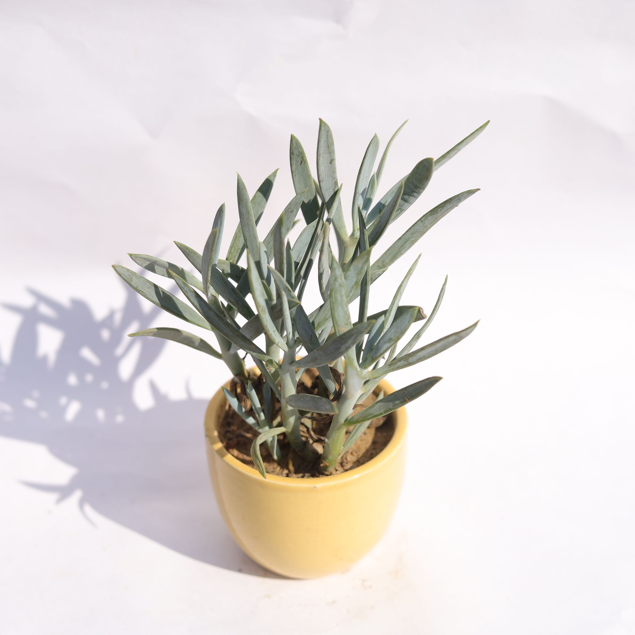 Curio Ficodes Succulent in 3 Inch Yellow Classy Cup Ceramic Pot