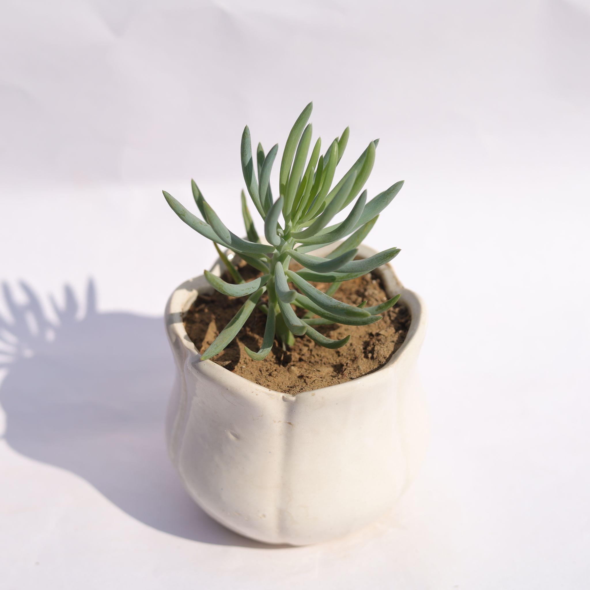 Curio Repens Succulent in 3.5 Inch White Tulip Ceramic Pot