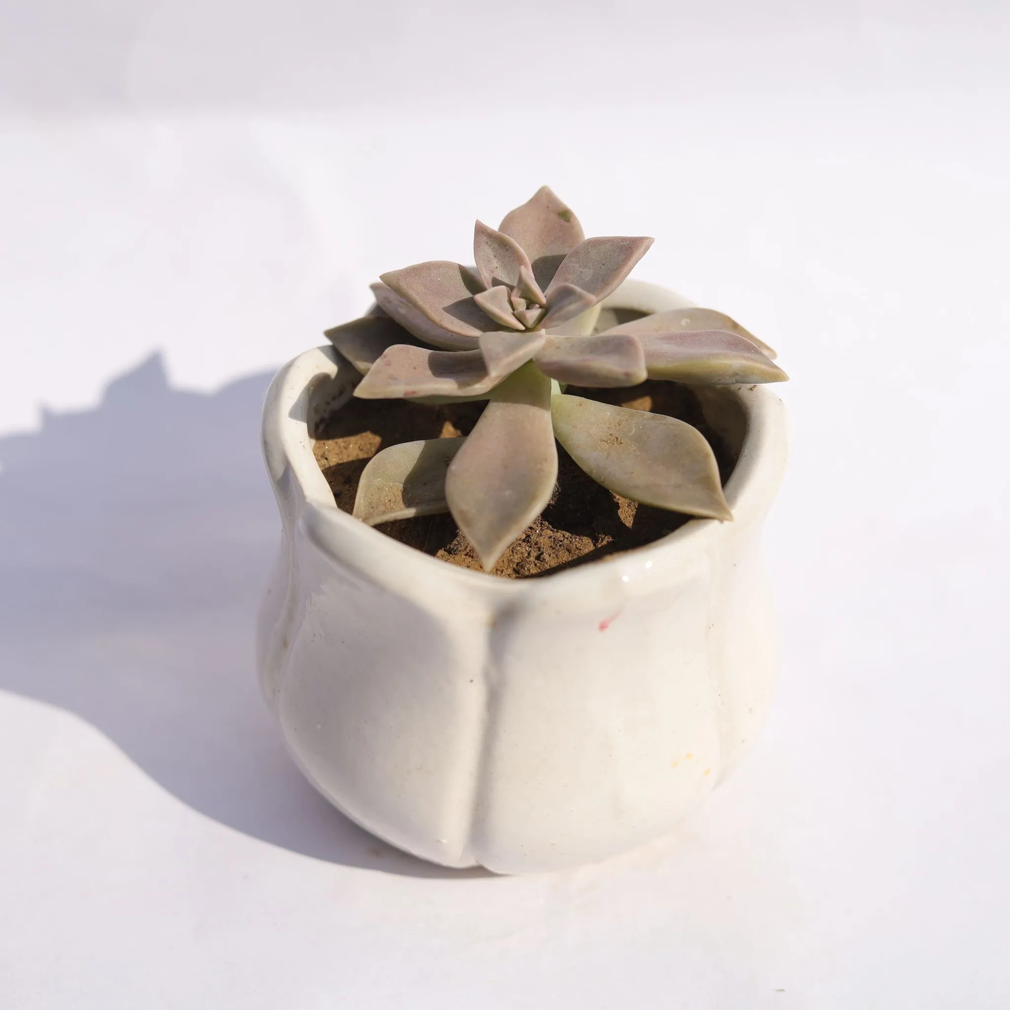 Echeveria Devotion / Red Velvet in 3.5 Inch White Tulip Ceramic Pot