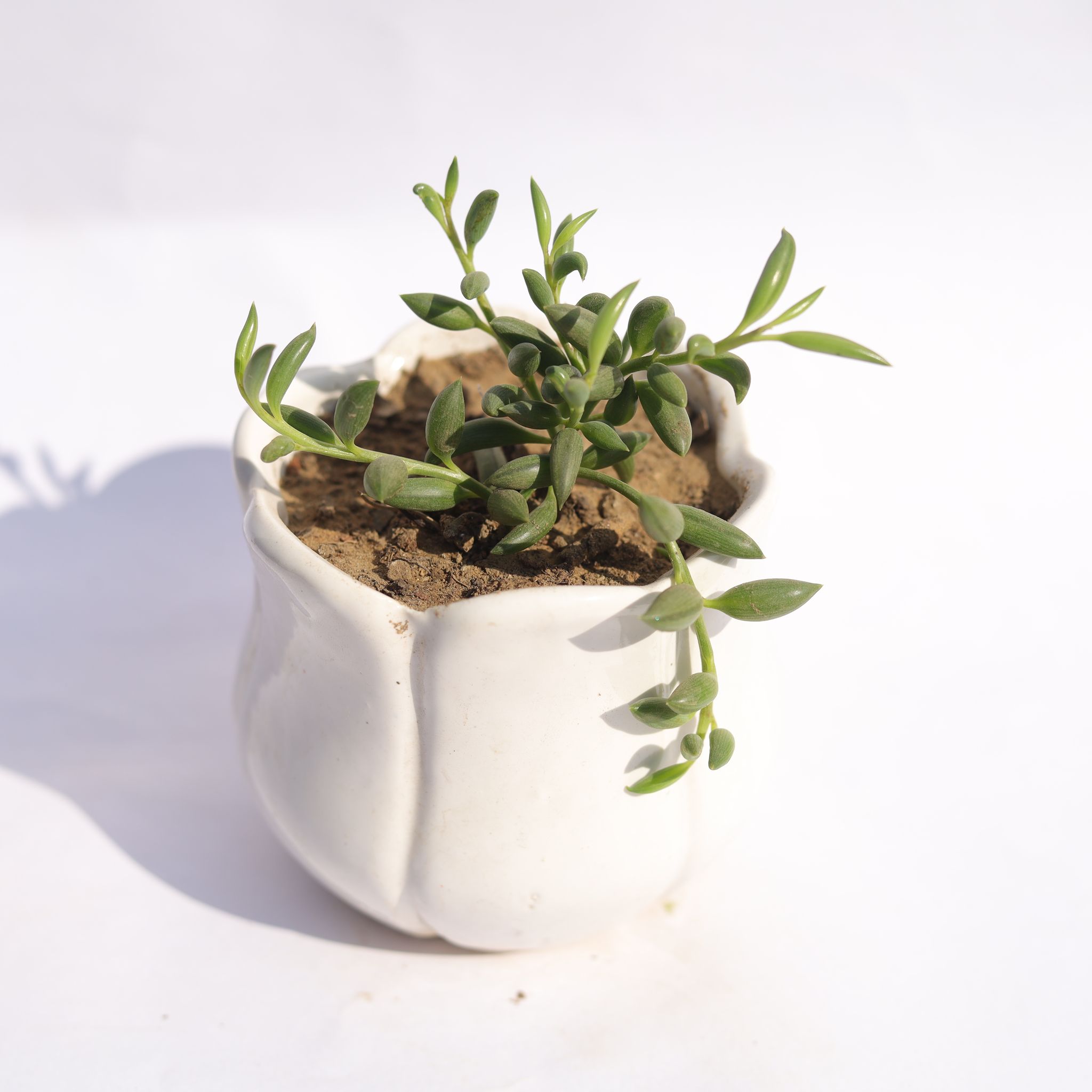 String of Banana in 3.5 Inch White Tulip Ceramic Pot