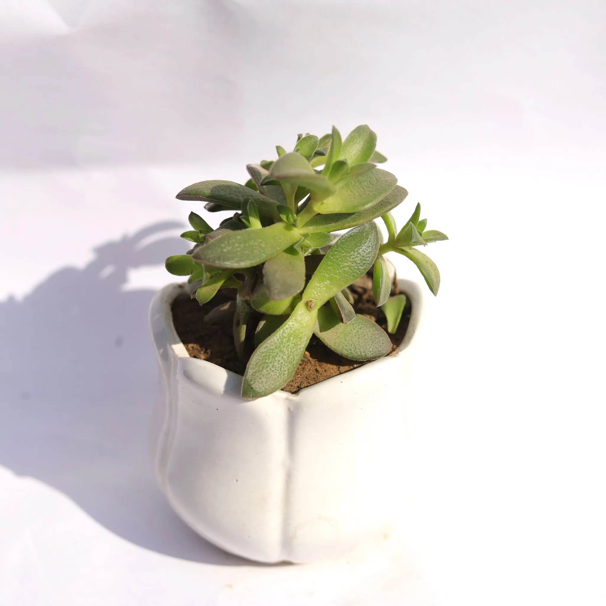 Aeonium Bare Rooted in 3.5 Inch White Tulip Ceramic Pot
