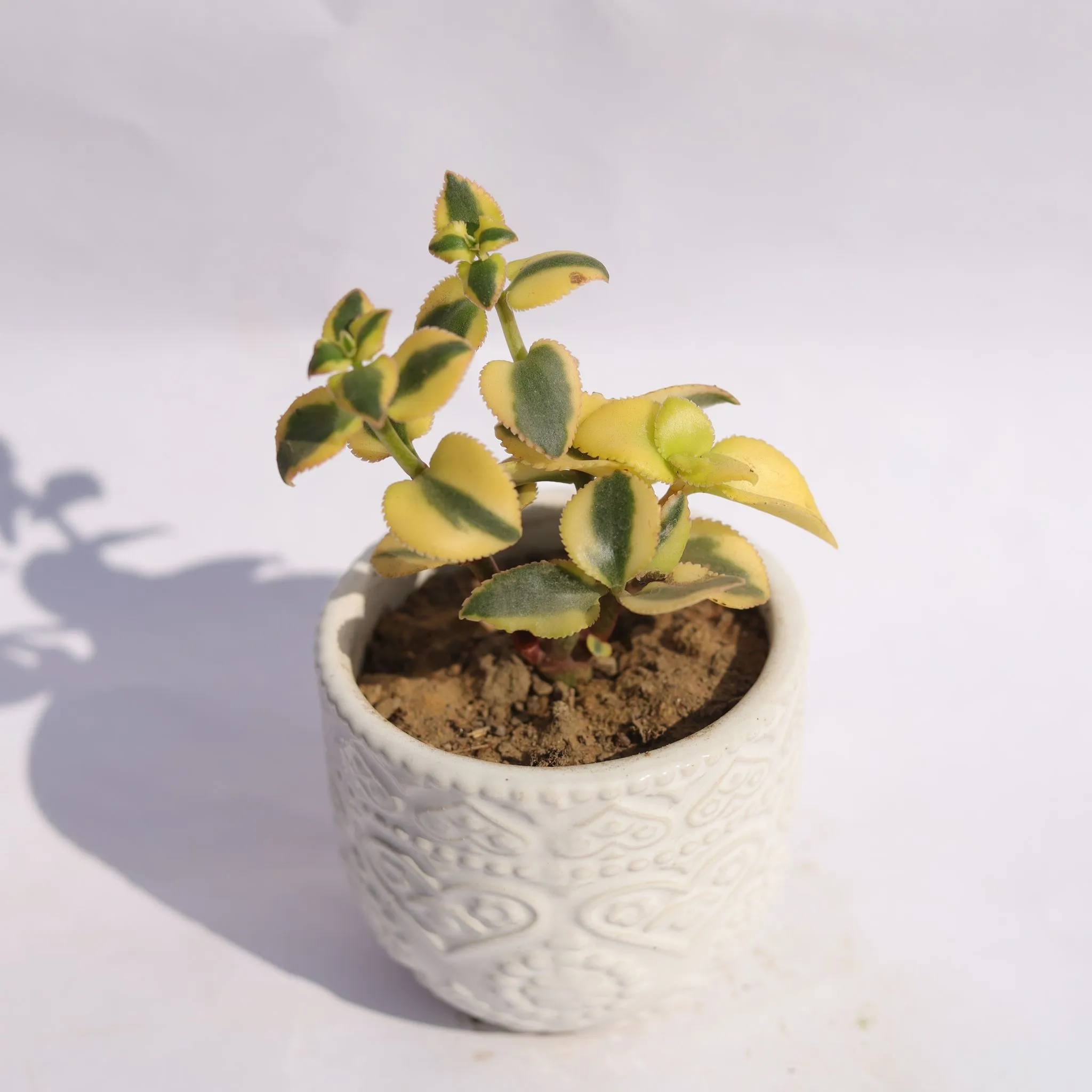 Crassula Sarmentosa in 3.5 Inch White 3D Heart Handcrafted Textured Ceramic Pot Minimalist Glossy Succulent Pot, Indoor Flower Pot for Home and Office D cor
