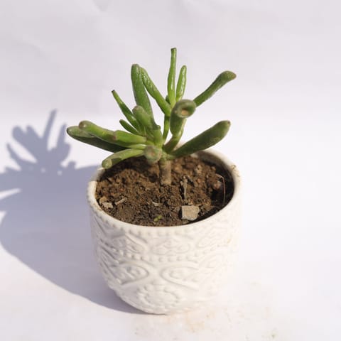 Crassula Jade Gollum / Finger Succulent in 3.5 Inch Live Plant White 3D Heart Handcrafted Textured Ceramic Pot  Minimalist Glossy Succulent Pot, Indoor Flower Pot for Home and Office D cor
