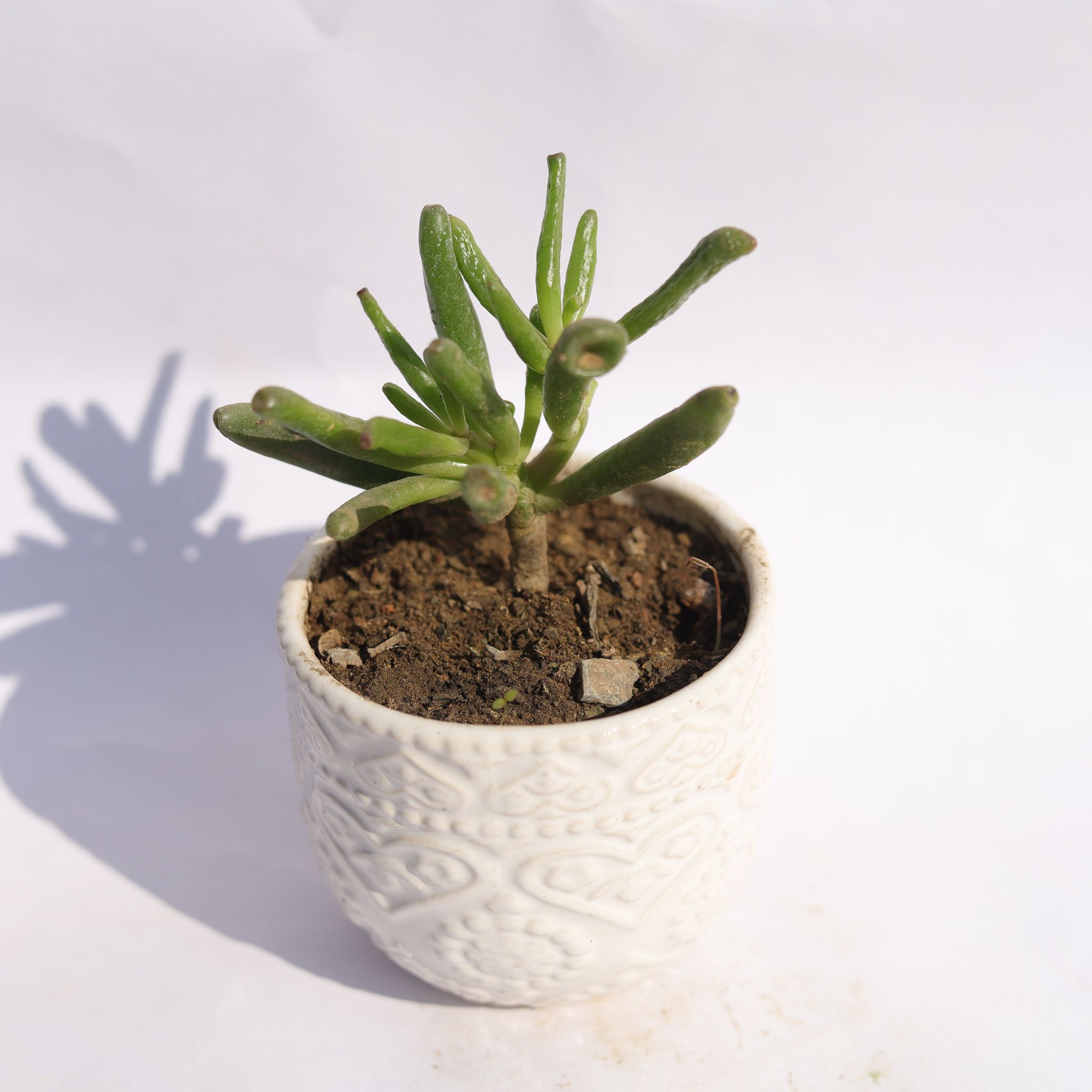 Crassula Jade Gollum / Finger Succulent in 3.5 Inch White 3D Heart Handcrafted Textured Ceramic Pot  Minimalist Glossy Succulent Pot, Indoor Flower Pot for Home and Office D cor