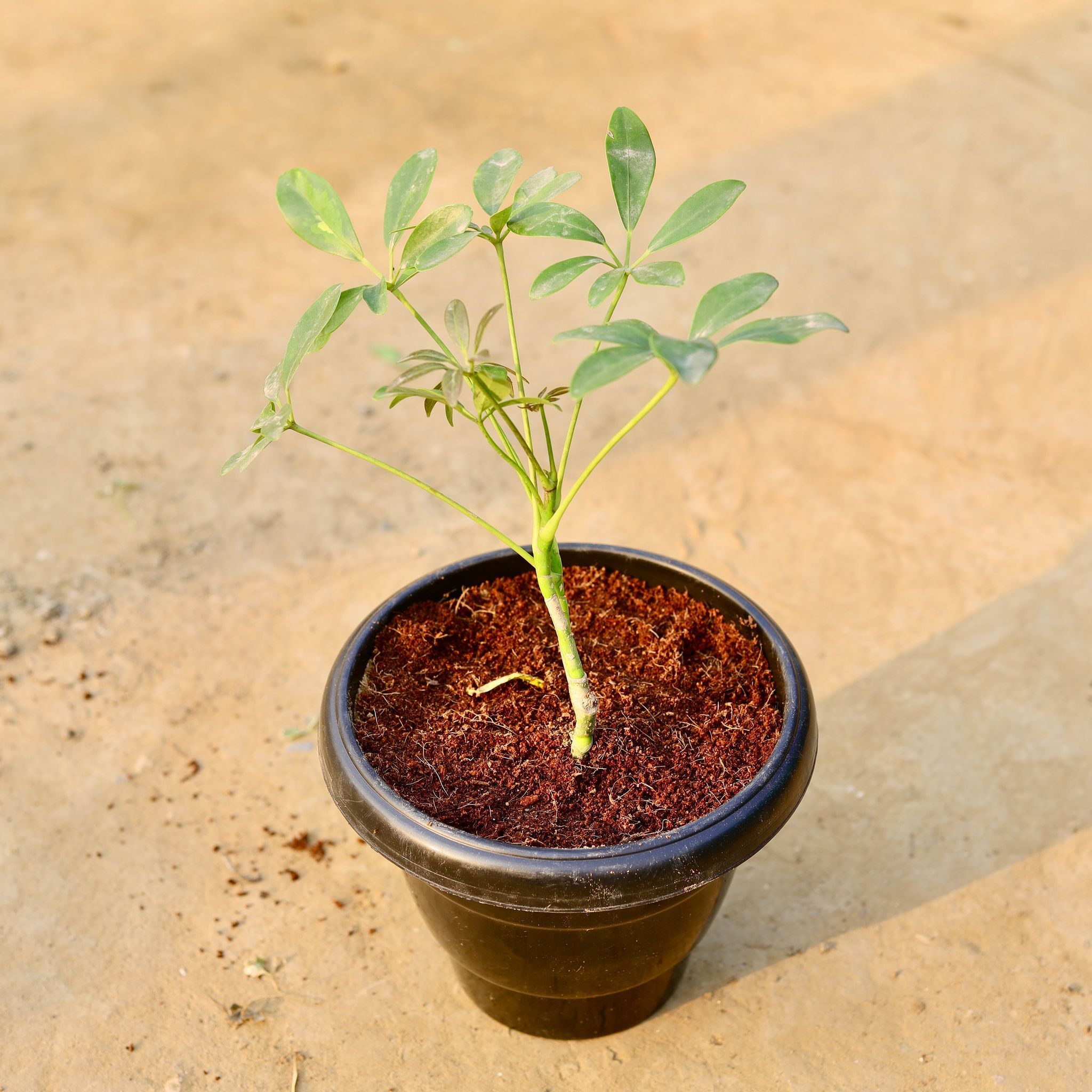 Schefflera Green in 8 Inch Black Classy Plastic Pot