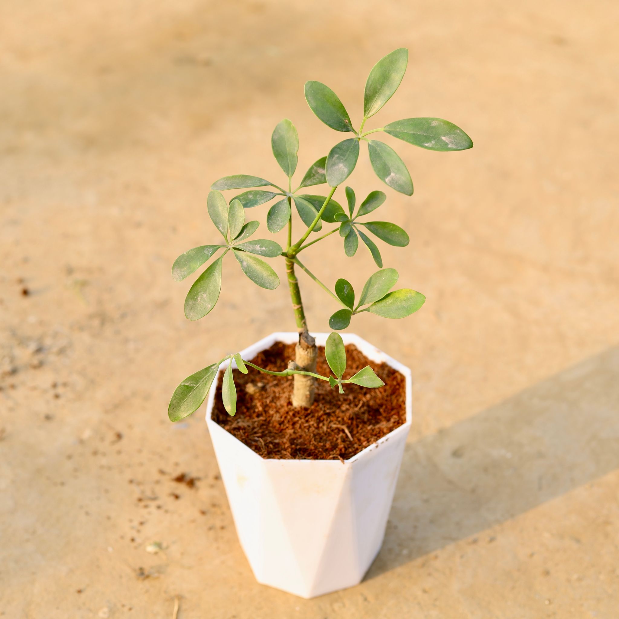 Schefflera Green in 6 Inch Marble White Premium Diamanti Plastic Pot