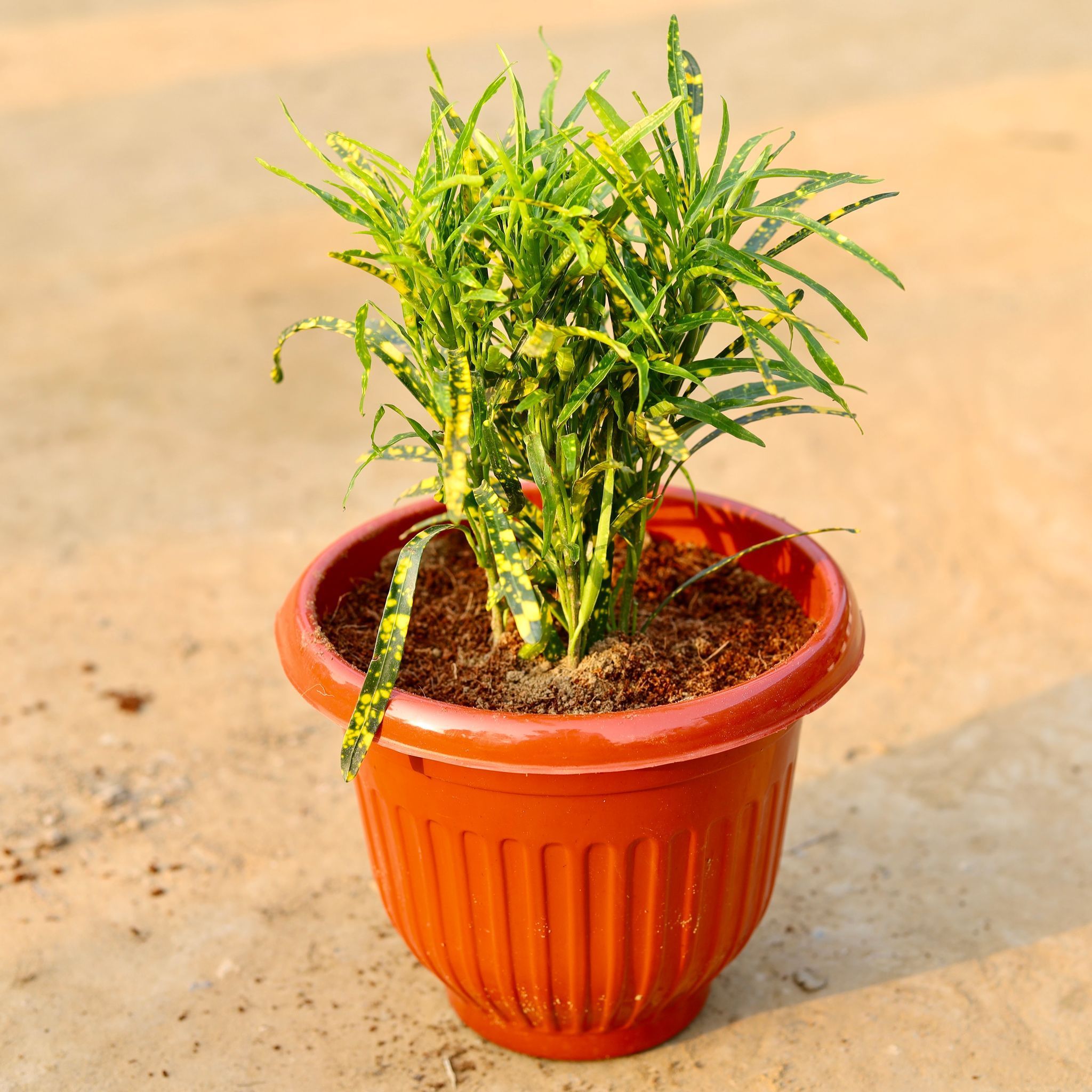 Chironji Croton in 8 Inch Terracotta Red Olive Plastic Pot