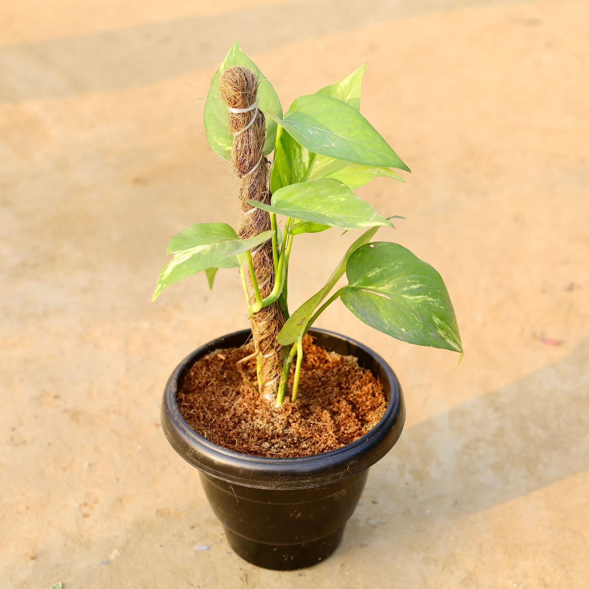 Money Plant With Moss Stick in 8 Inch Black Classy Plastic Pot