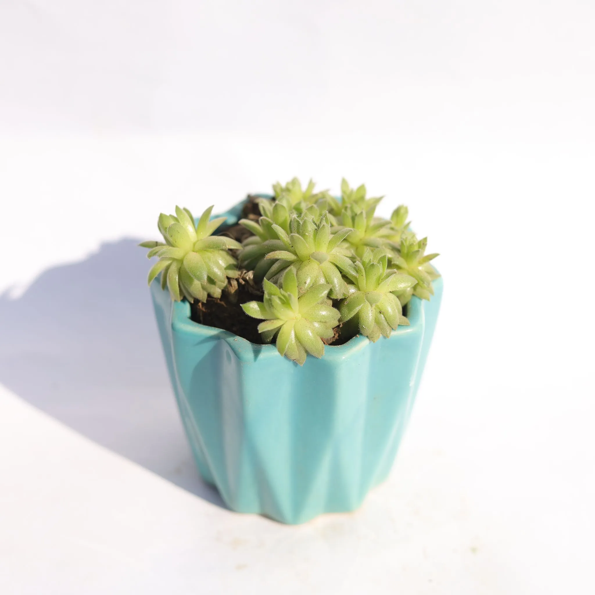 Aptenia Cordifolia in 3 Inch Vibrant Blue Ripple Designer Ceramic Pot
