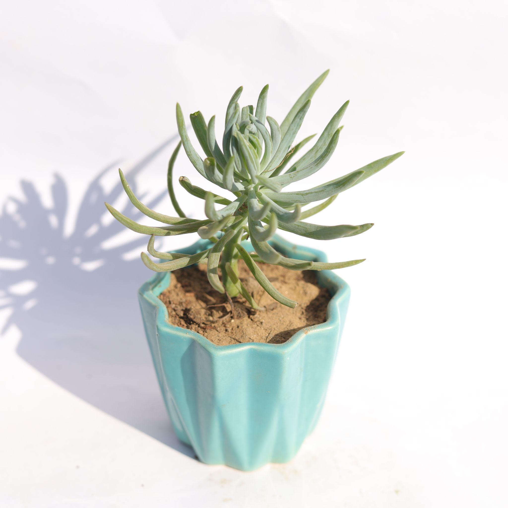 Curio Repens Succulent in 3 Inch Vibrant Blue Ripple Designer Ceramic Pot