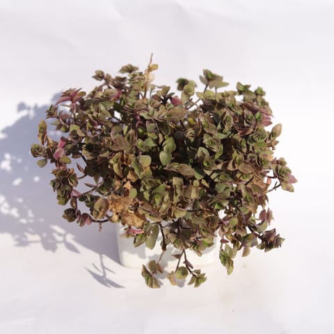 Black Lady / Turtle Vine Black in 3 Inch Classy White Square Shaped Ceramic Pot