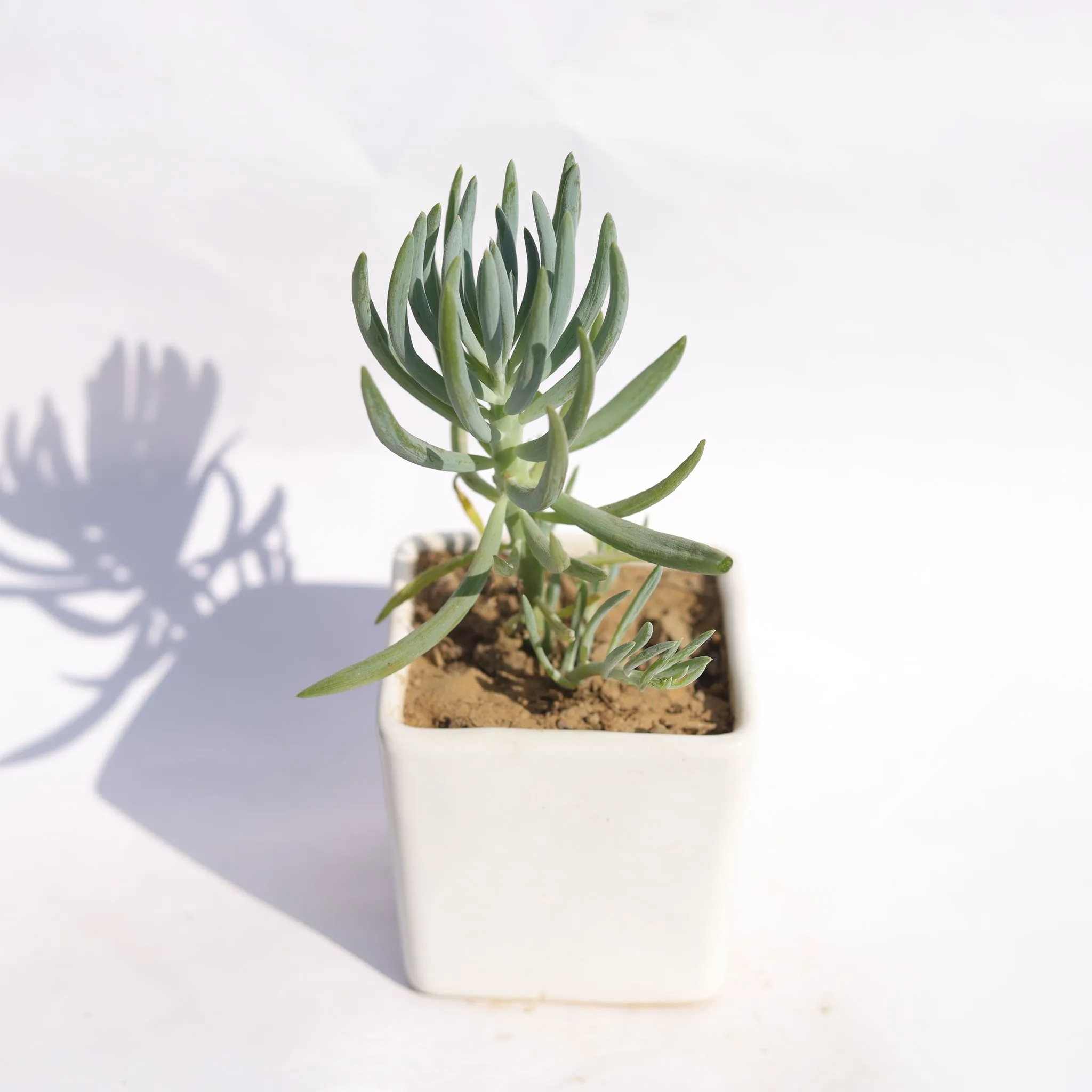 Curio Repens Succulent in 3 Inch Classy White Square Shaped Ceramic Pot