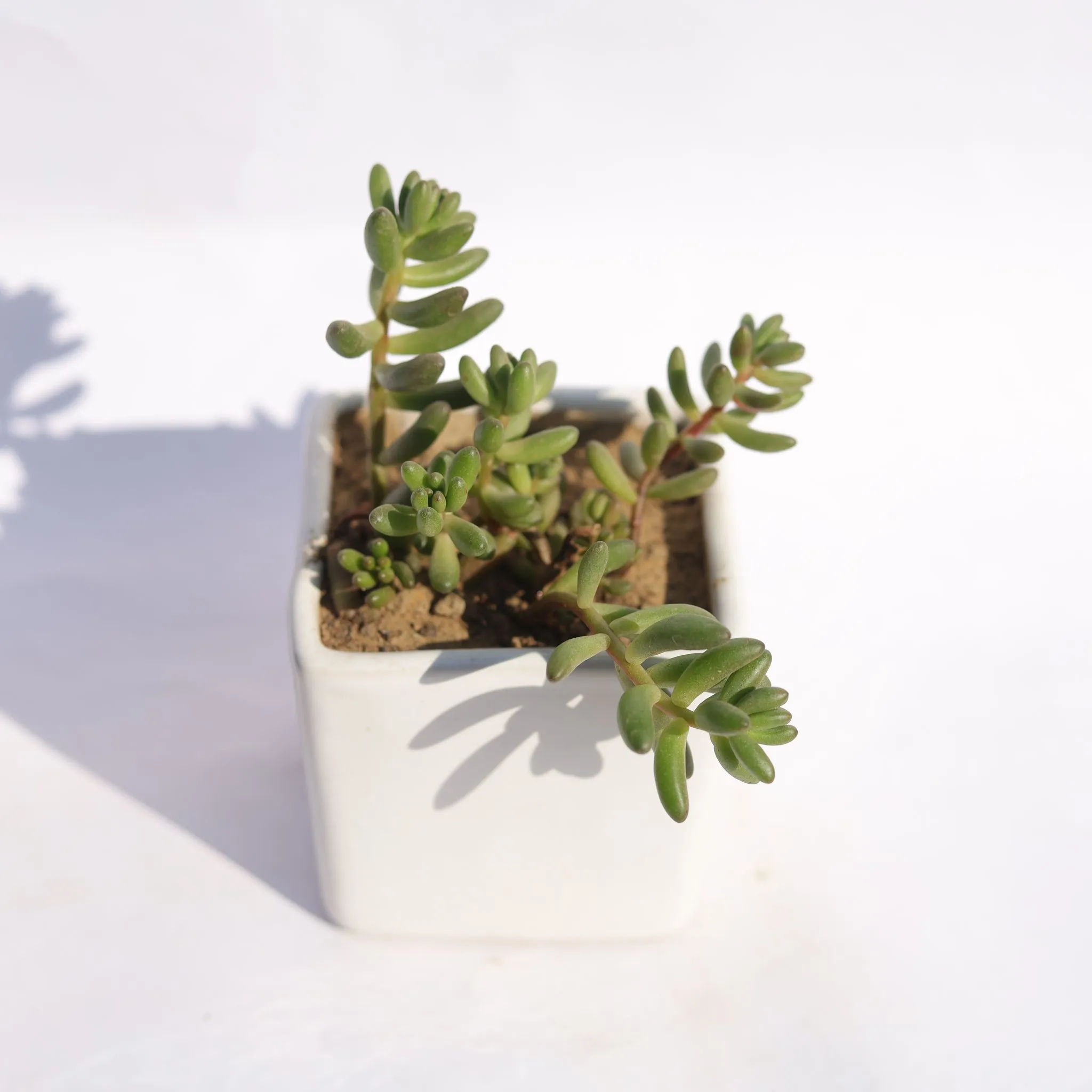 Jelly Bean Succulent in 3 Inch Classy White Square Shaped Ceramic Pot